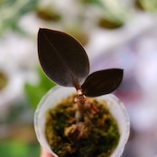 Ludisia discolor var. nigrescens / ルディシア ディスカラー ニグレスセンス⑤ / 観葉植物