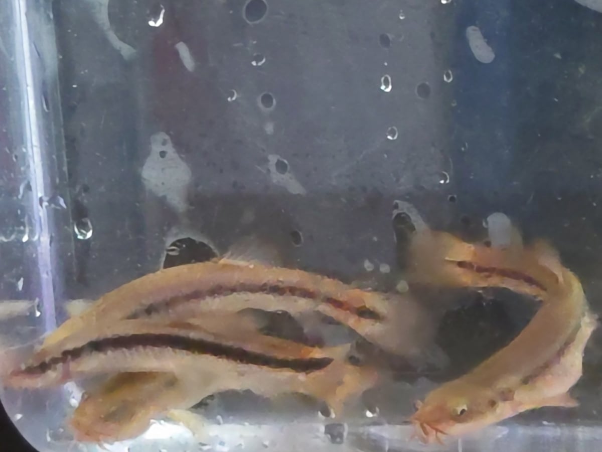 エゾホトケドジョウ (北海道産)Wild(天然) 3匹セット