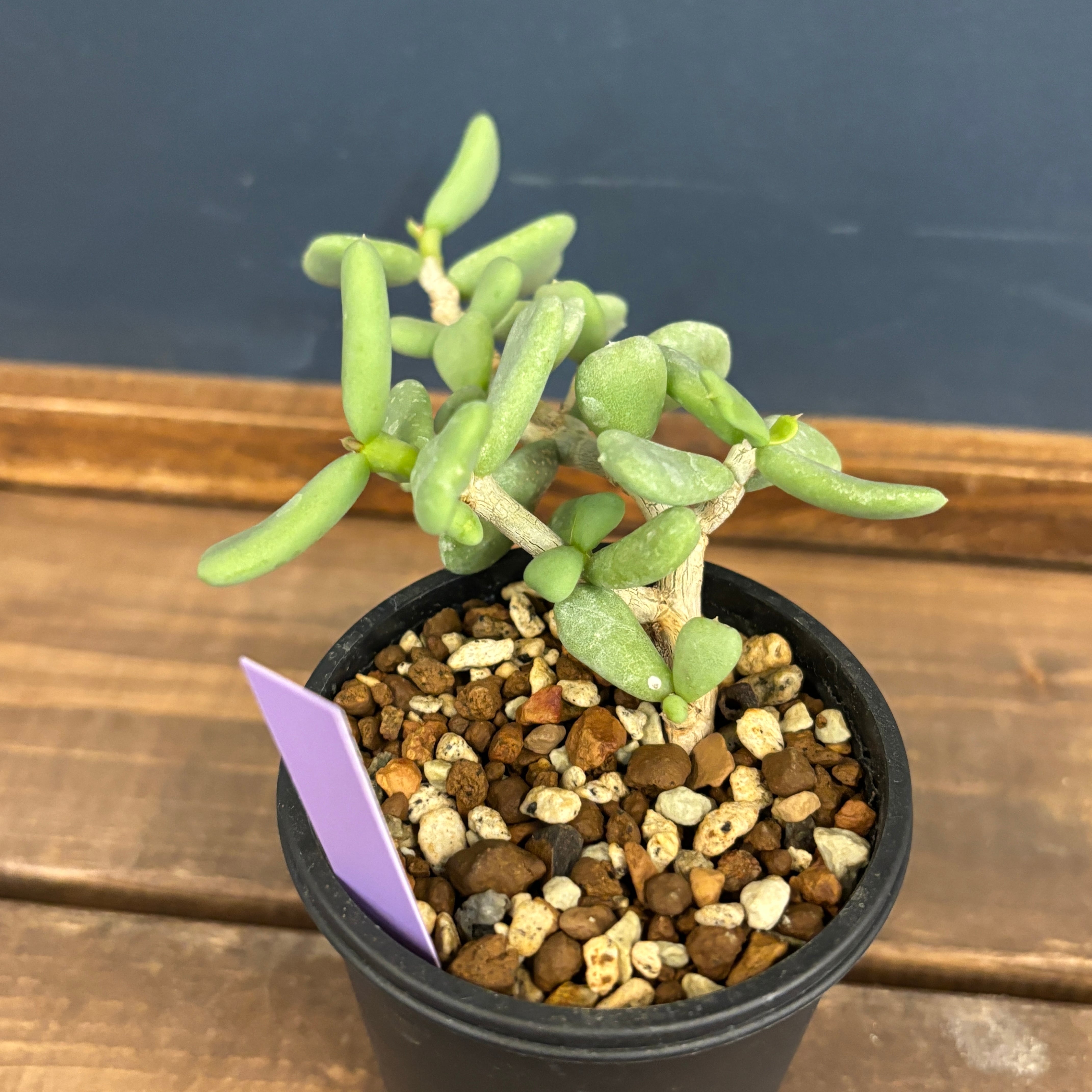 ケラリア　ピグマエア　綴化 ケラリア ピグマエア 【発根済】S | RAFLUM / ラフラム｜東京、大阪の