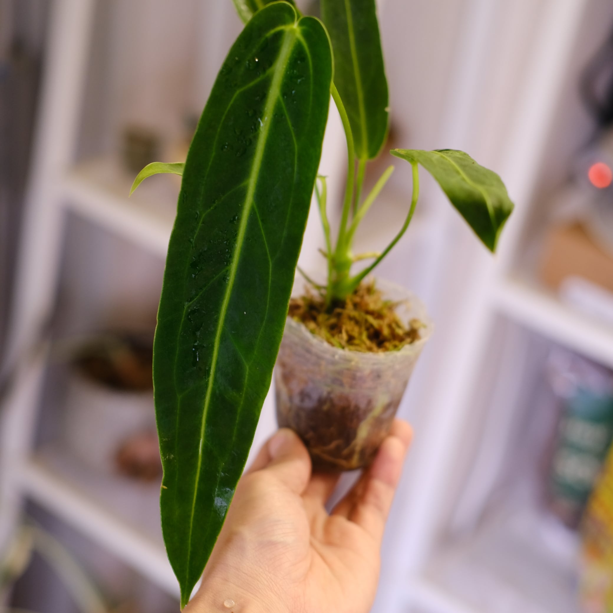 1~￥4,999 | tokyoplants / 観葉植物専門店