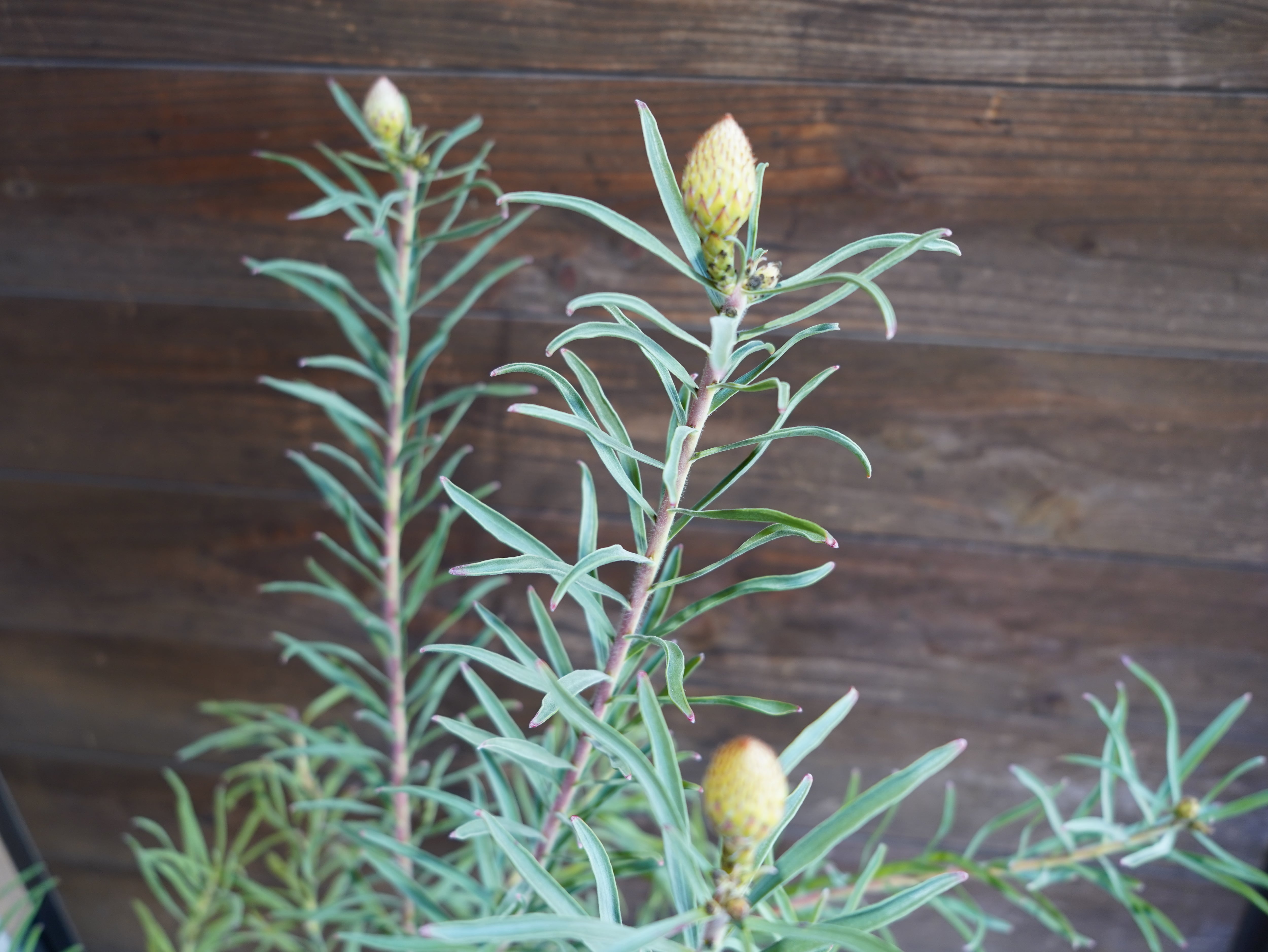 【現物】リューコスペルマム "カーニバルサンライズ"