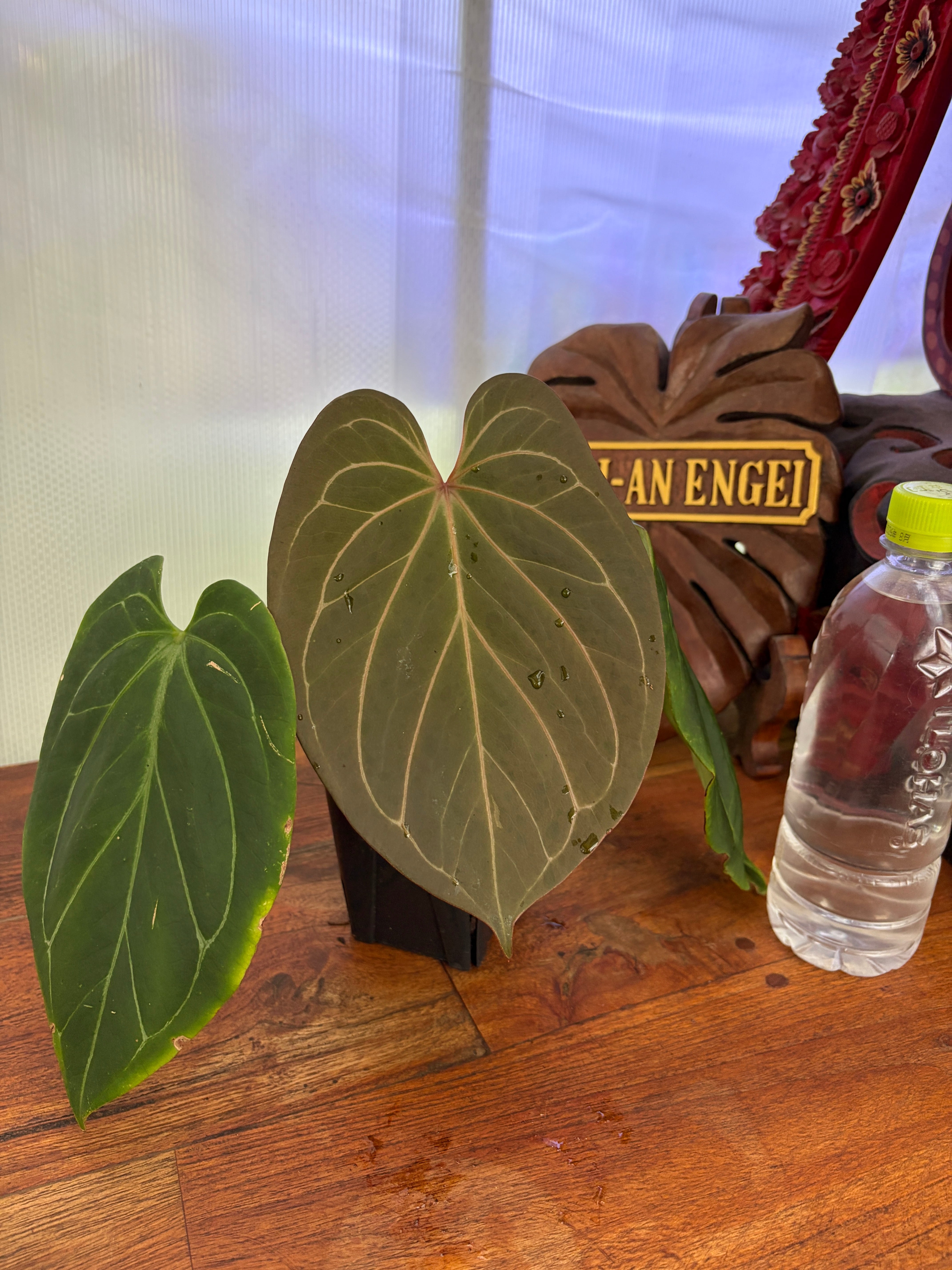 Anthurium | BALI-AN 園芸