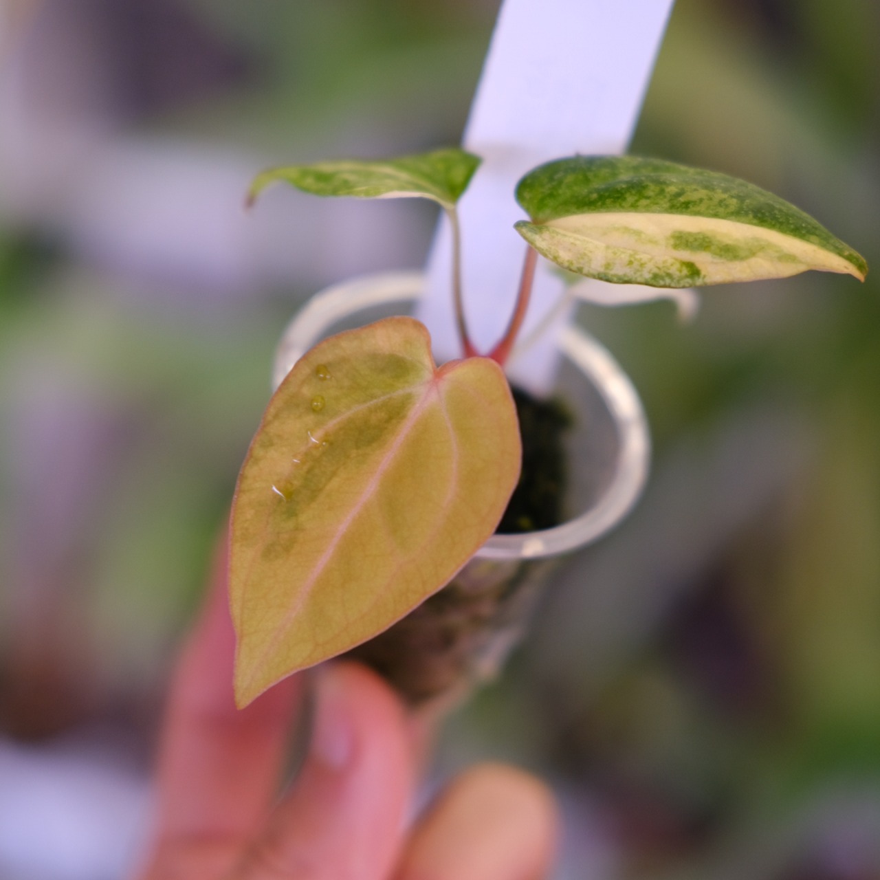 【希少】Anthurium Yellow Bell × Red Chocolate②│観葉植物