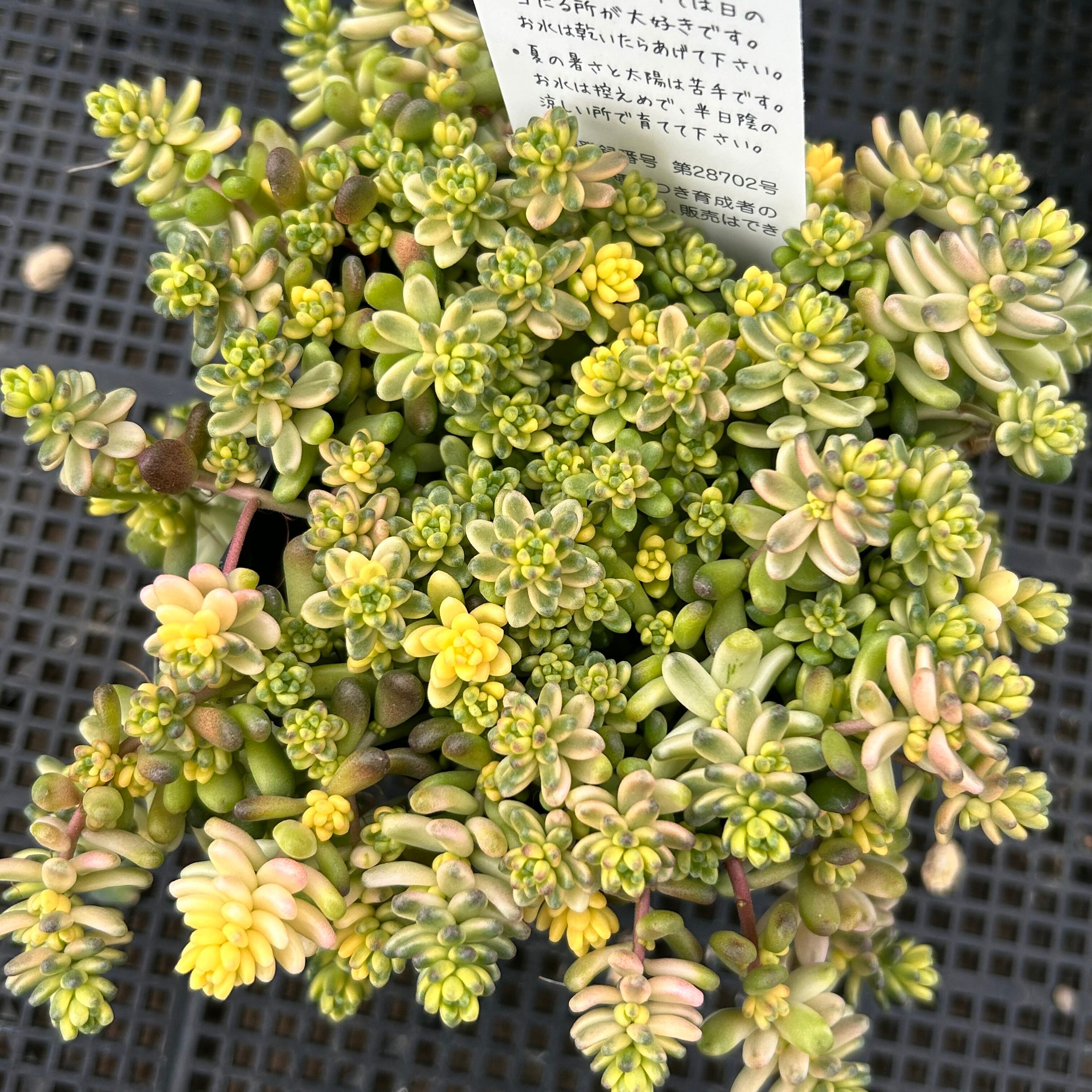 錦 | RuPo 多肉植物専門店