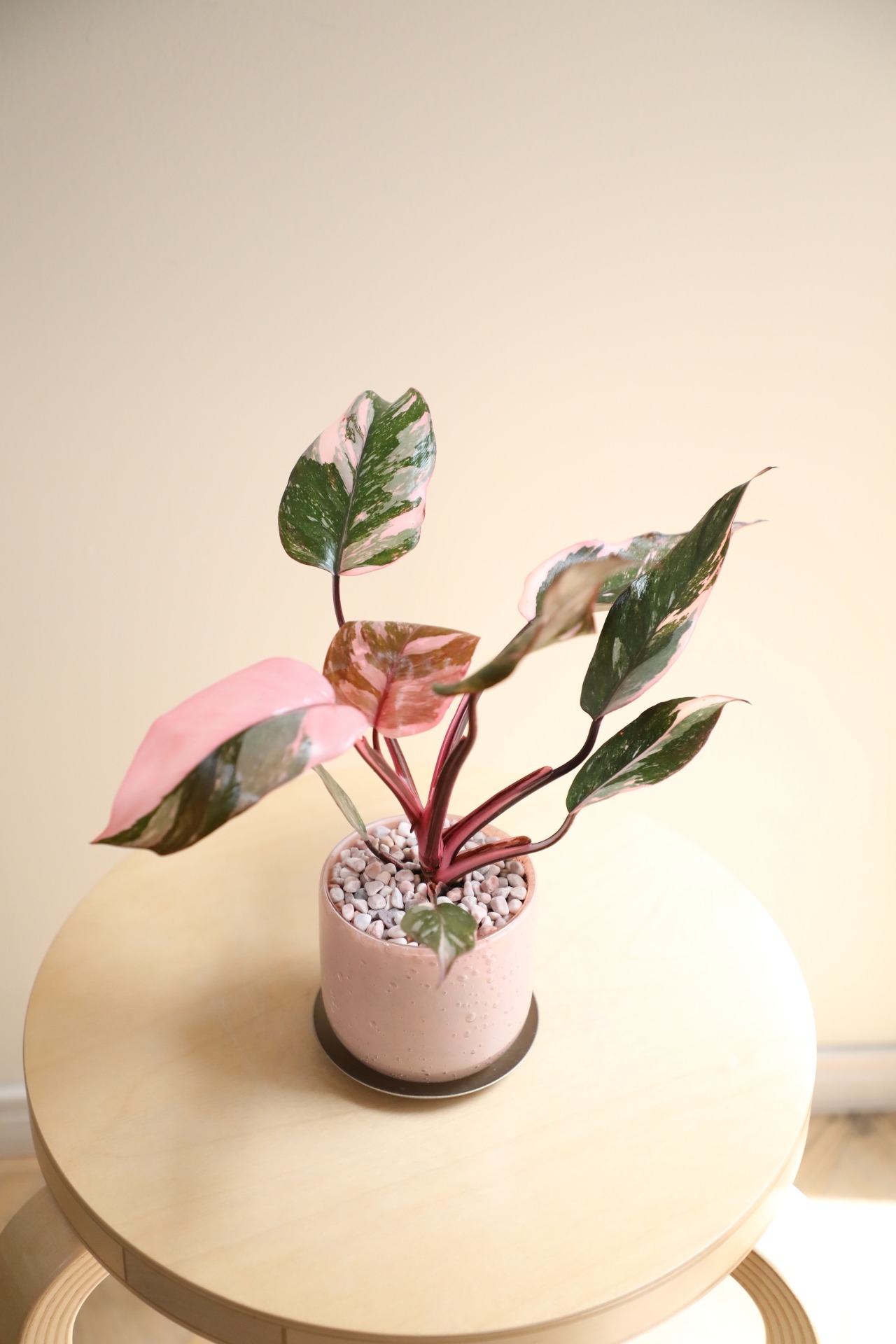 【M】フィロデンドロン ピンクプリンセス/Philodendron Pink Princess