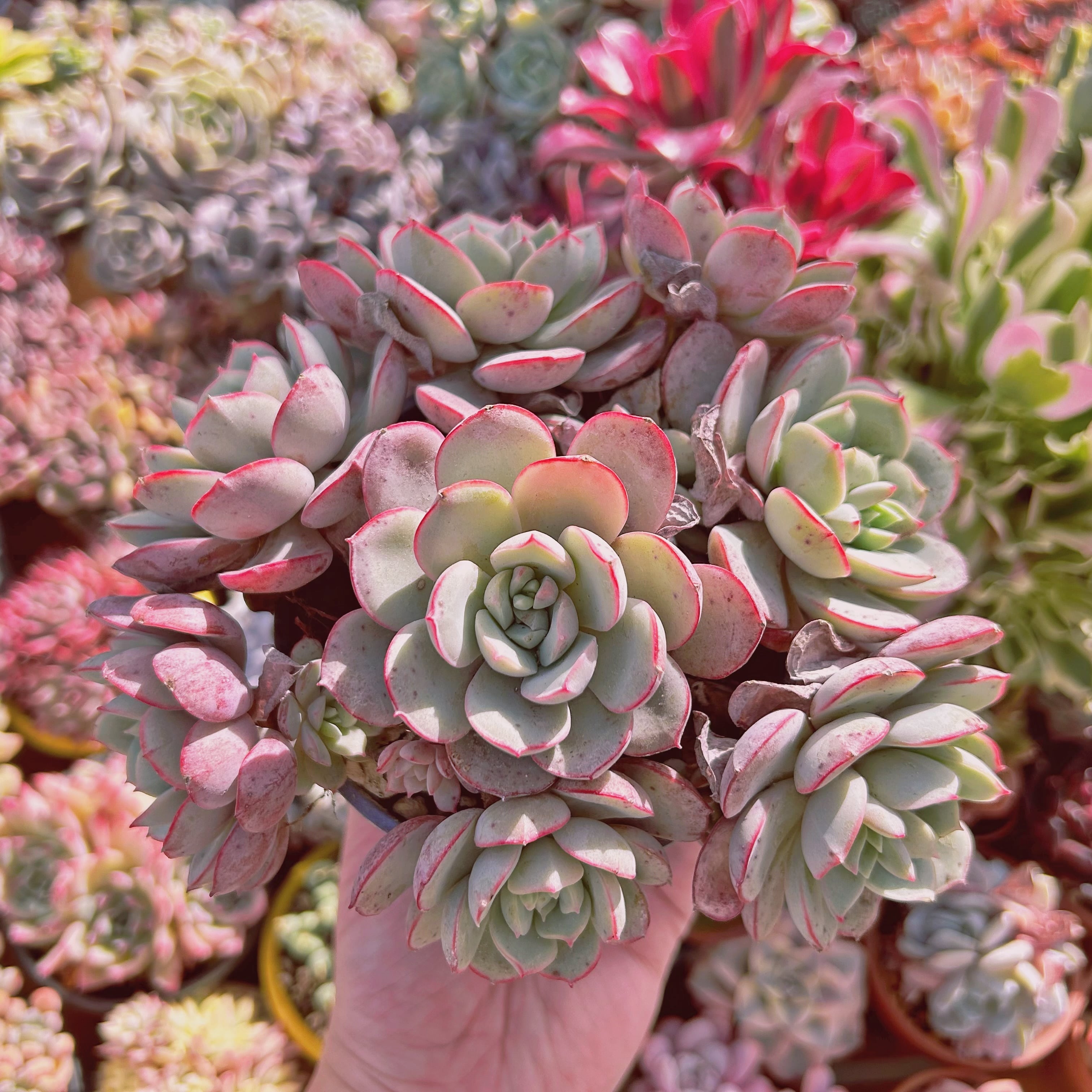 206現物 多肉植物 ラウ065 特大 | るる農園~多肉植物専門