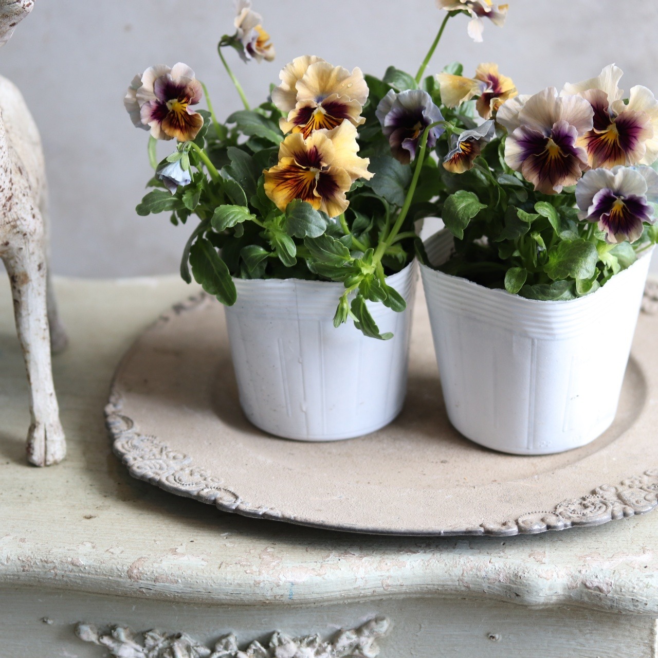 パンジー　マシェリマダム　冬から春にオススメのお花　よく咲く　シャビーシックにおすすめ