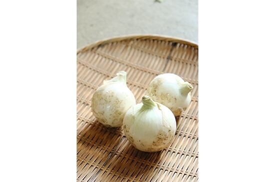 【辛味少ない】白玉ねぎ・500g