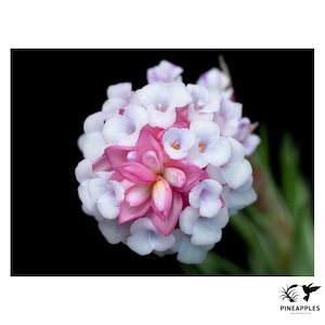 Tillandsia stricta ’Straight Form’