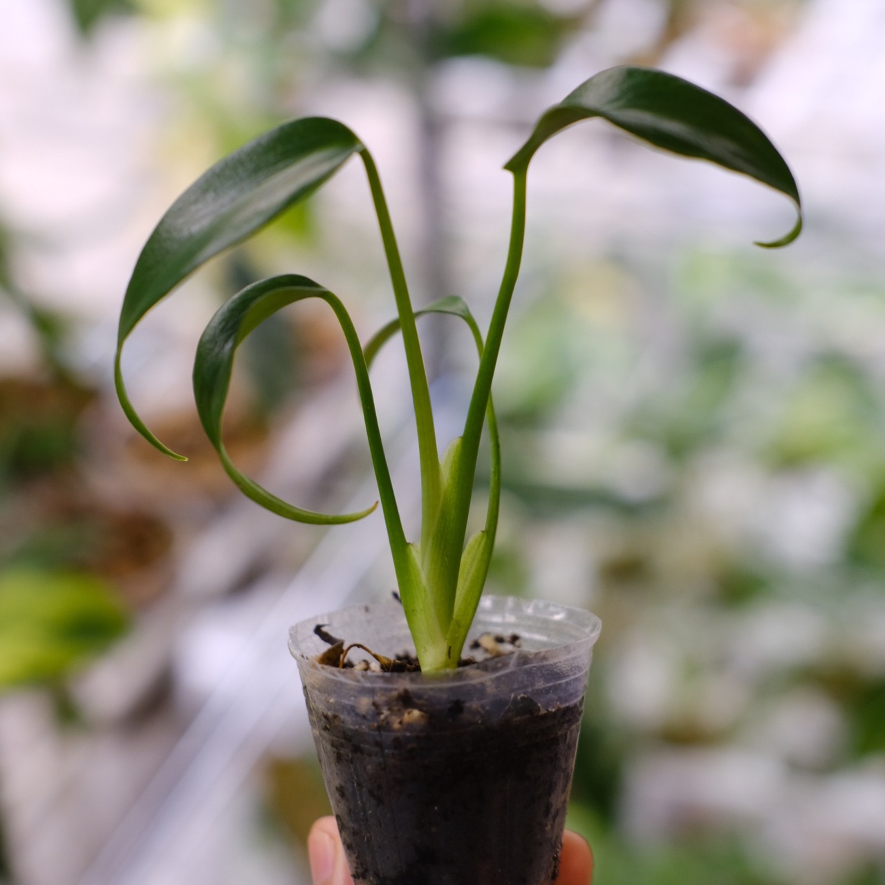 モンステラ バールマルクスフレーム / Monstera 'Burle Marx's Flame⑧