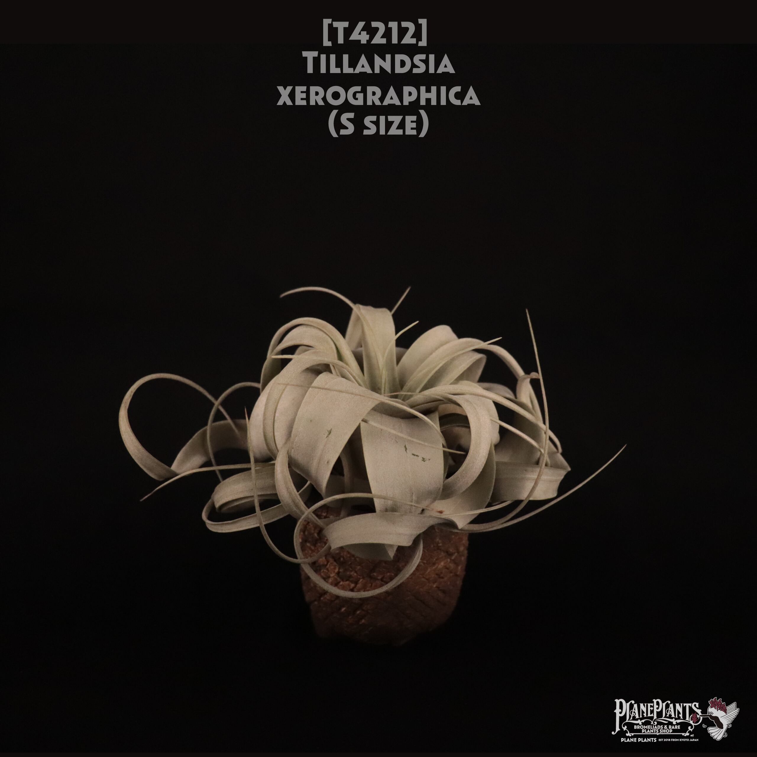 【送料無料】xerographica S〔エアプランツ〕現品発送T4212