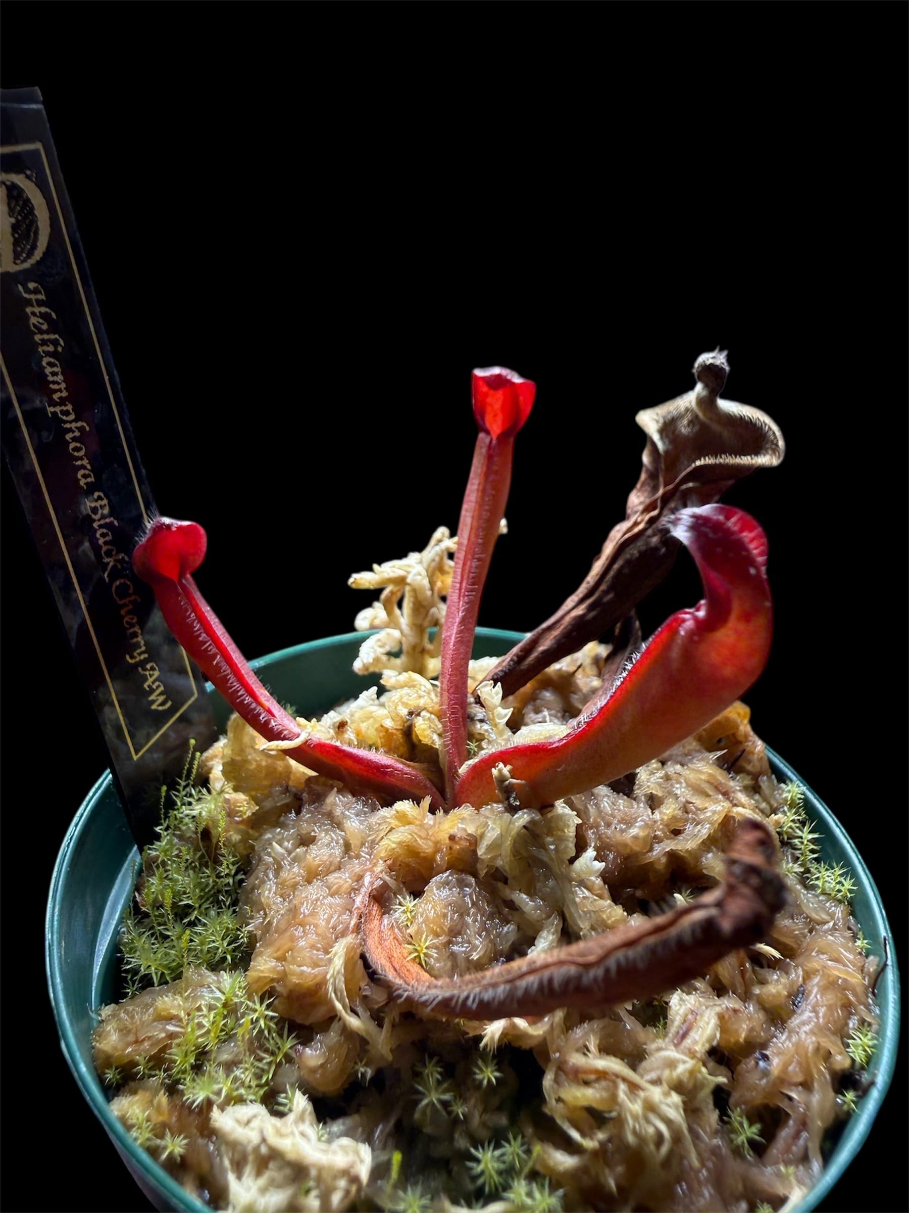 セファロタス seedling of Hummer’s Giant BCP 2芽 Cephalotus folicularis seedling of Hummer's Giant 06 BCP
