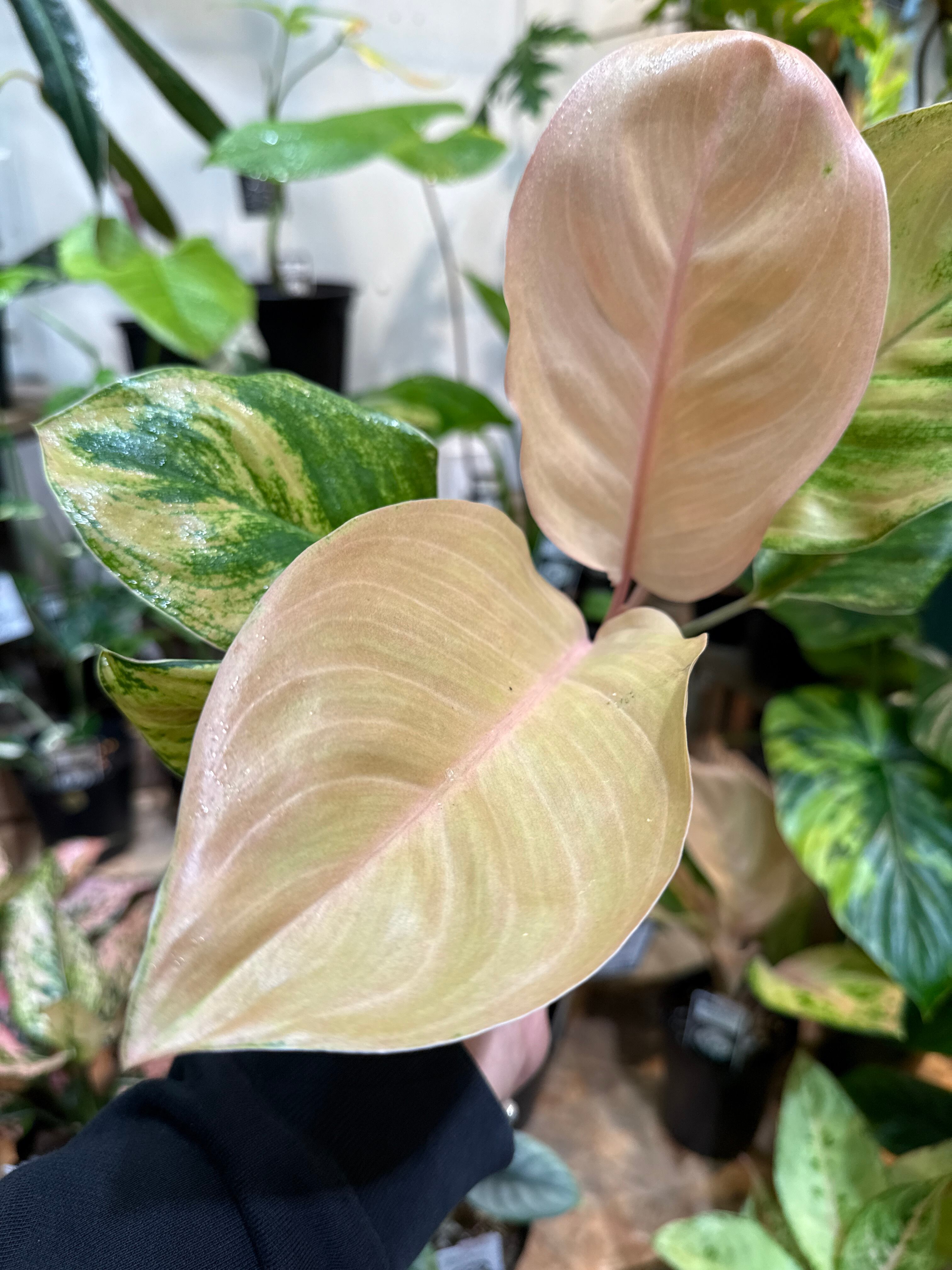 アグラオネマアンダマン　中株　13000円 アグラオネマ Amazon | Gardenえん 【観葉熱帯植物・多肉植物】