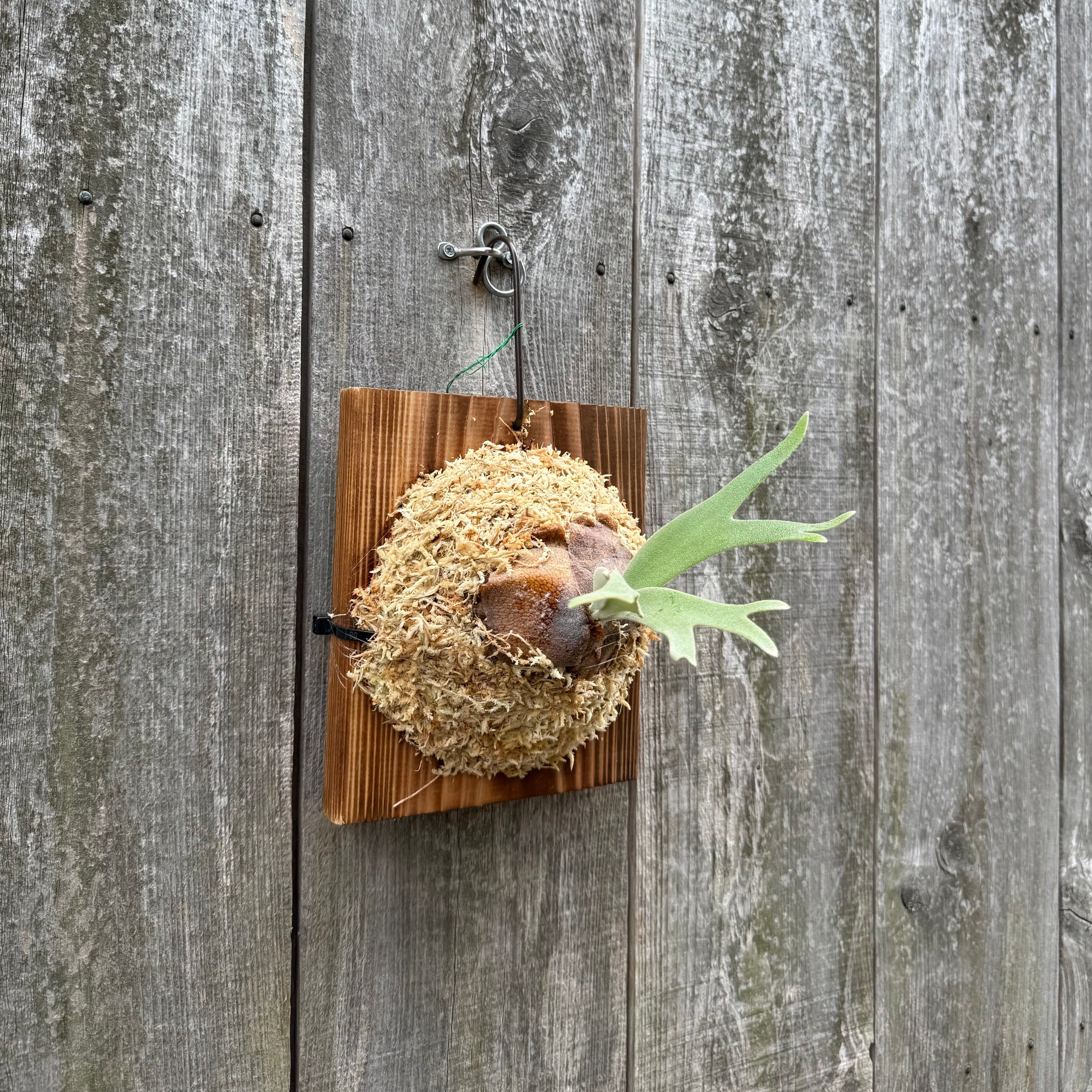 P. willinckii cv. Sombrero (pup) | naturefix