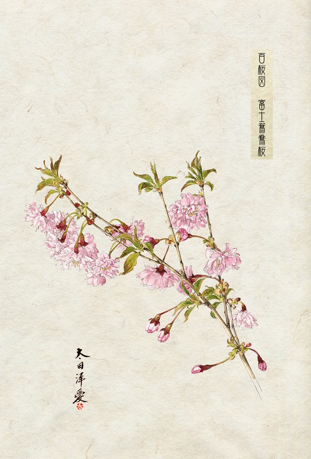 百桜図　富士鴛鴦桜（ふじおしどりさくら）ポストカード