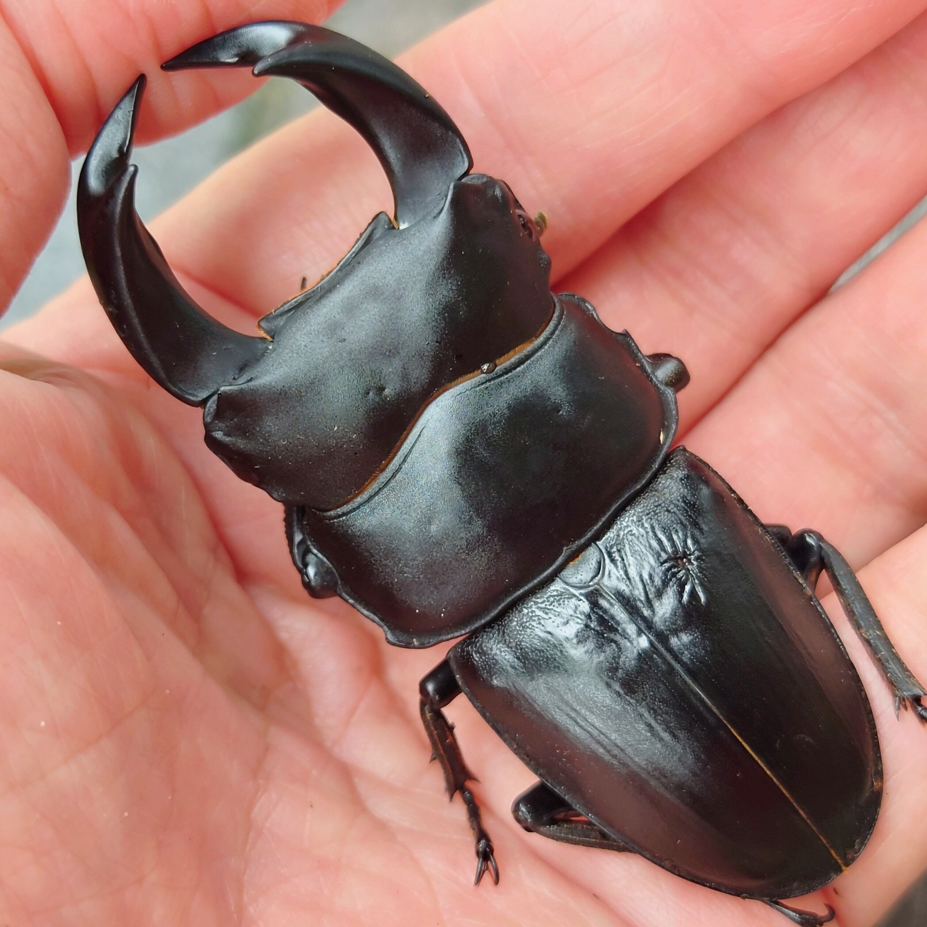 台湾オオクワガタ77mm ペアセット タイワンオオクワガタ | insect