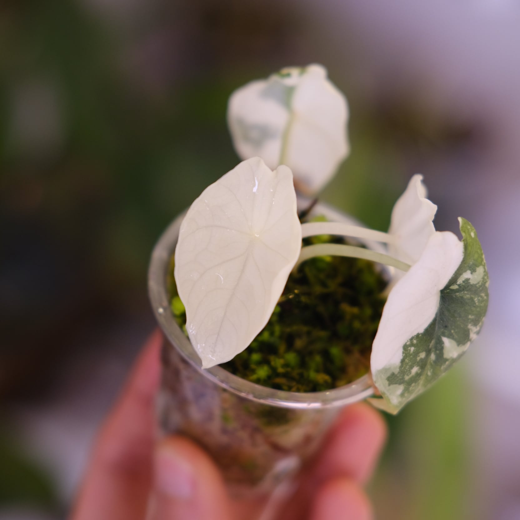 アロカシア メロ アルボ│Alocasia melo 'Albo' Var.⑤│観葉植物