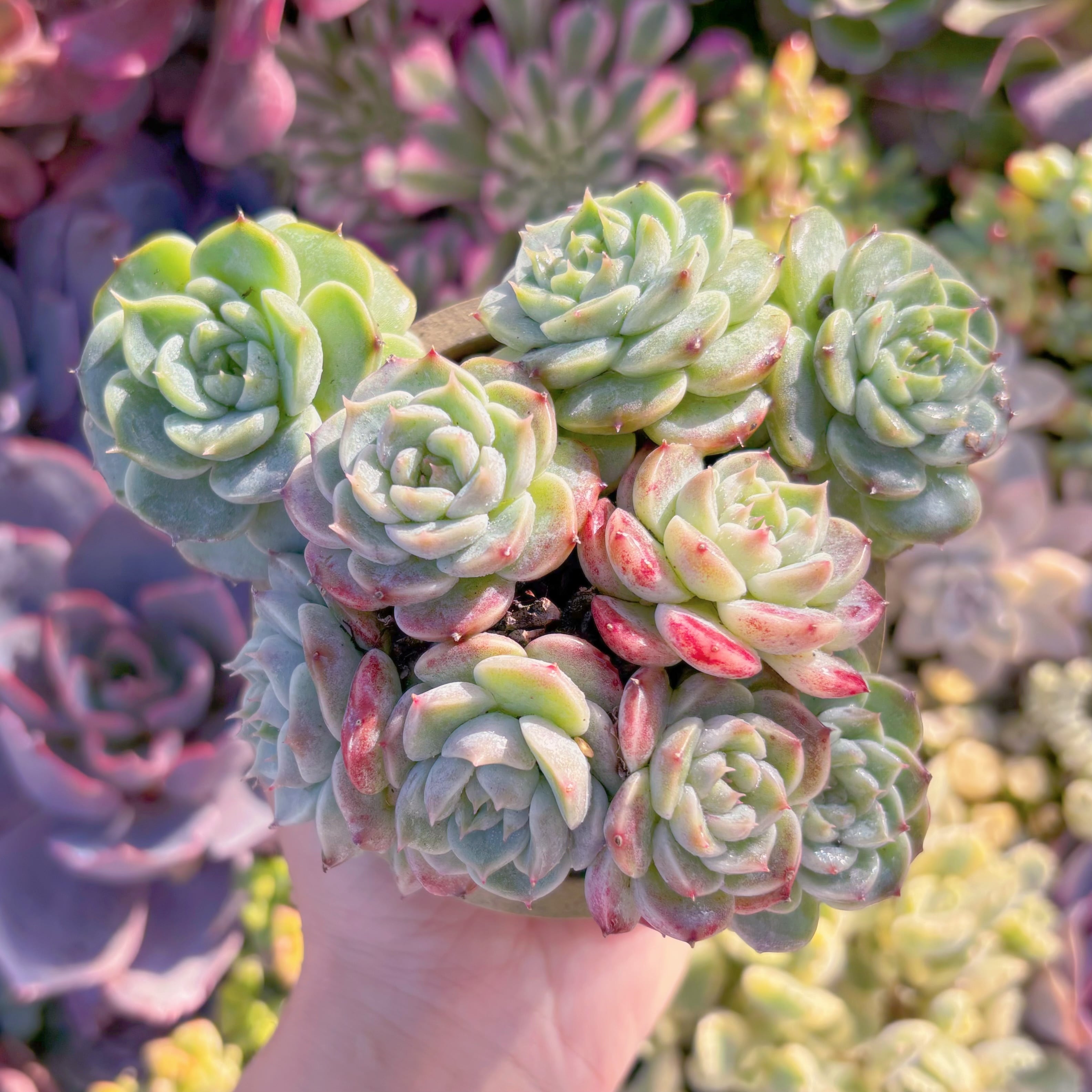 現品　レッドベルベット#M140　群生　るる農園