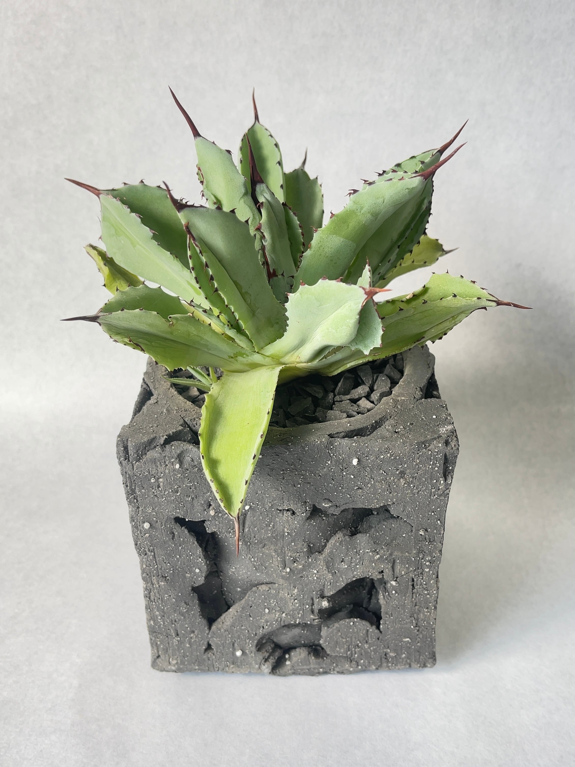 アガベ・キュービック | trigger