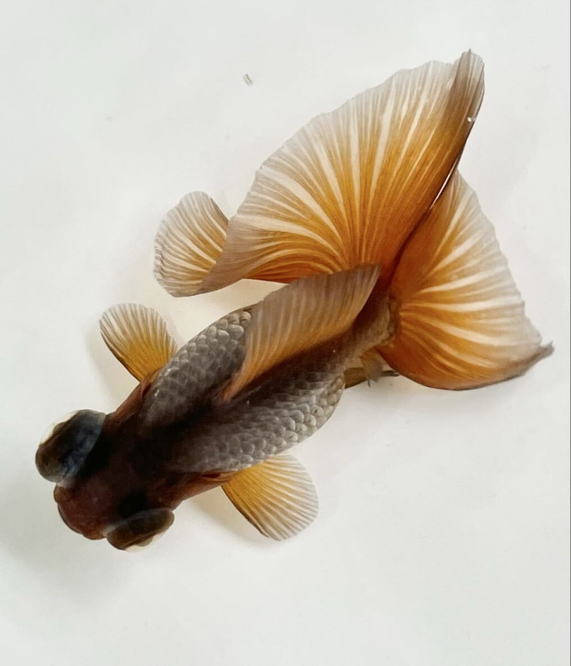 中国便 瑪瑙(メノウ)蝶尾 チョウビ No5