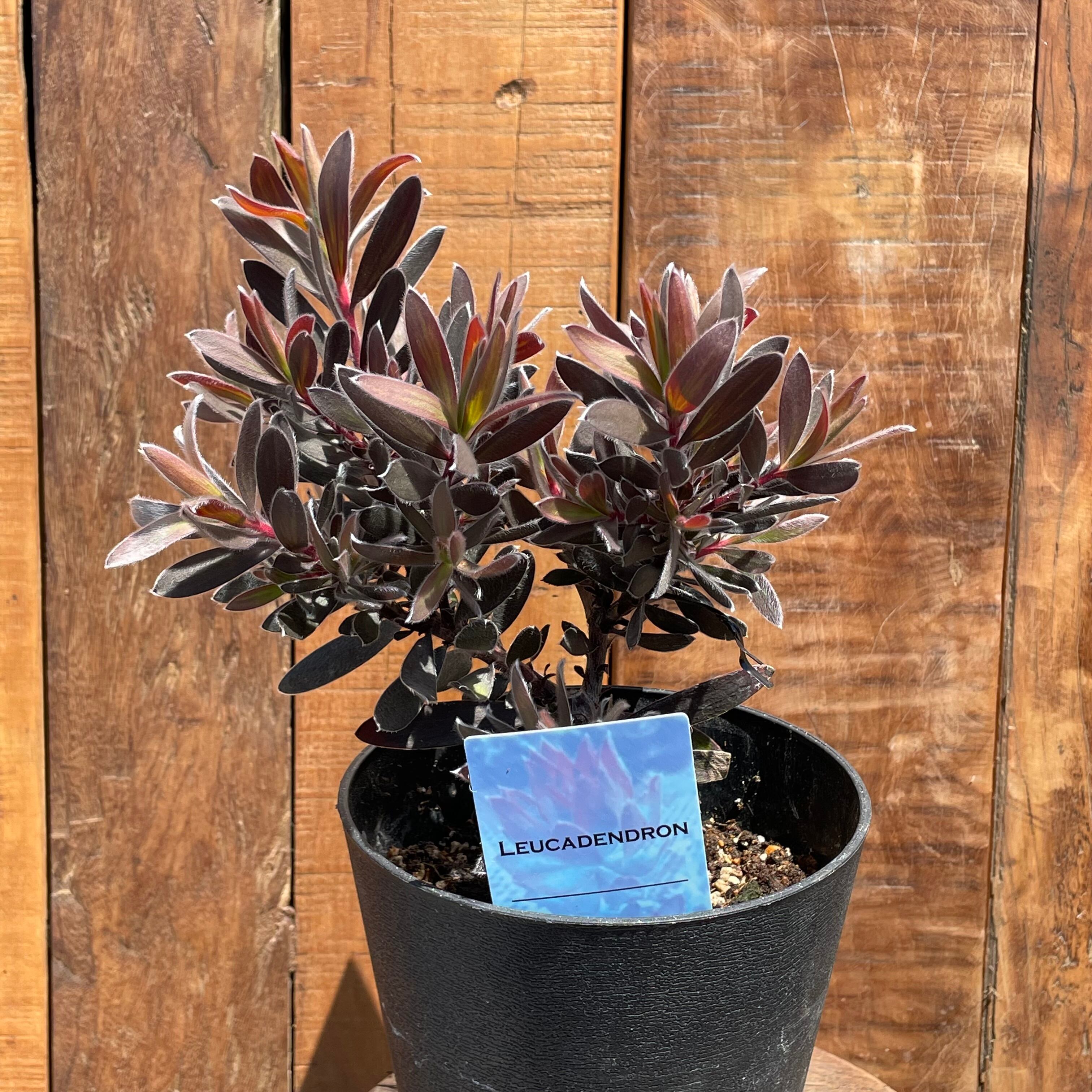 希少品種 リューカデンドロン ドュリフ 5号鉢 【公式通販】