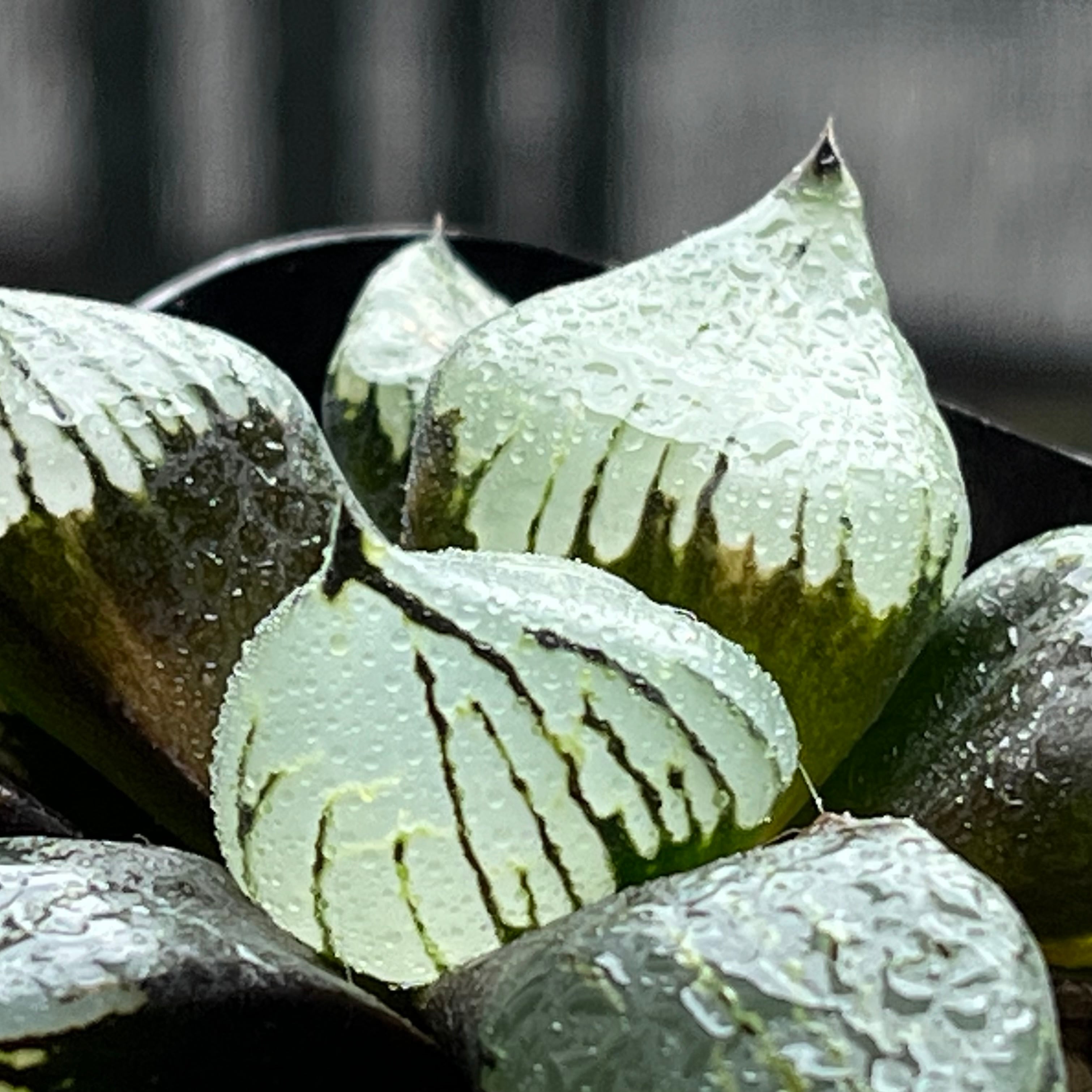 ハオルチア ブルコン般若 | mocono_plants