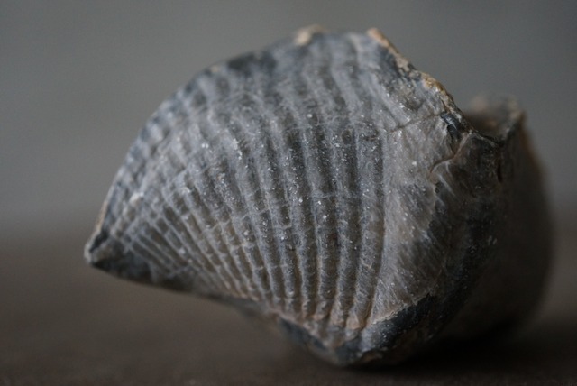 モロッコ産腕足類化石　Spinocyrtia elburzensis 1111