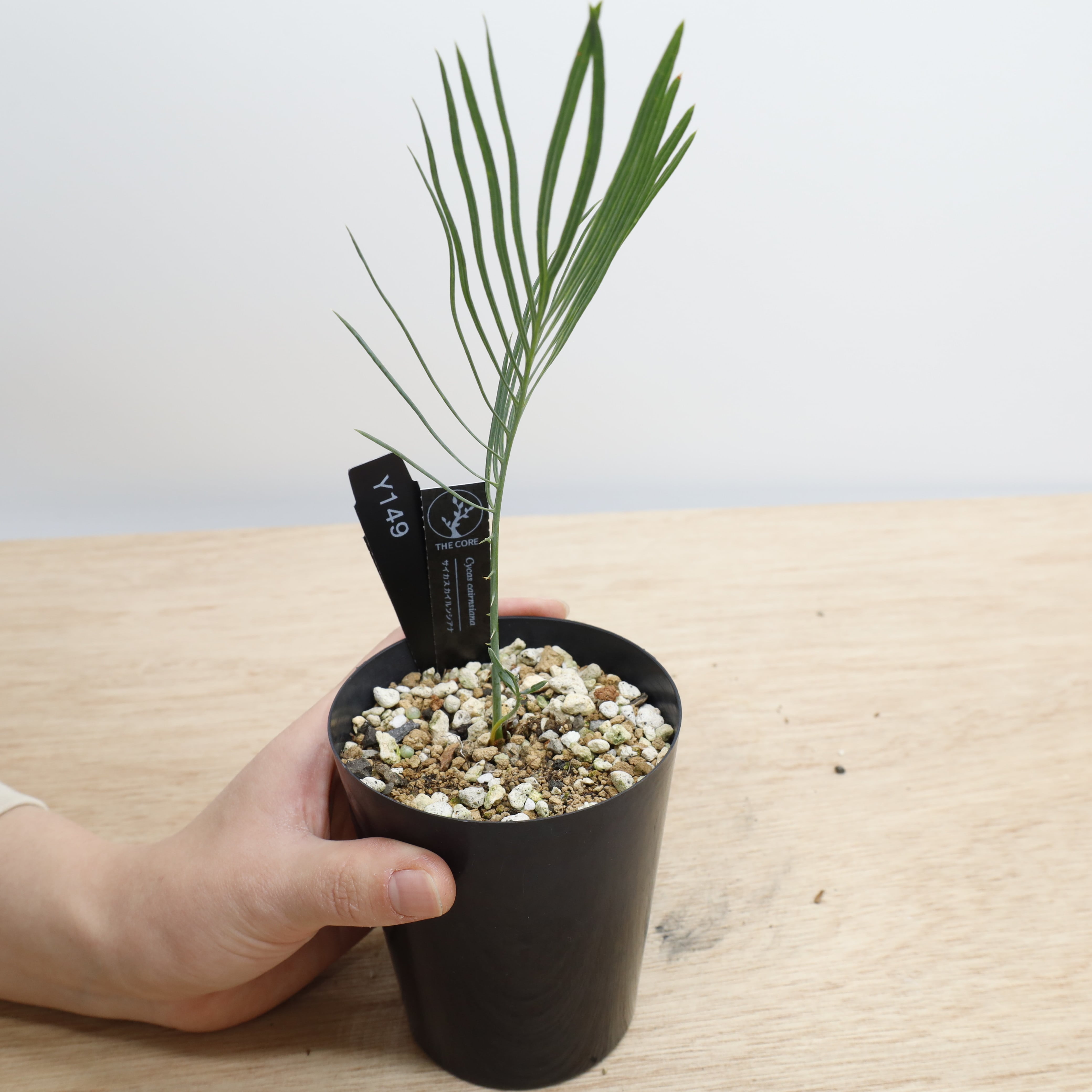 サイカス カイルンシアナ | THE CORE