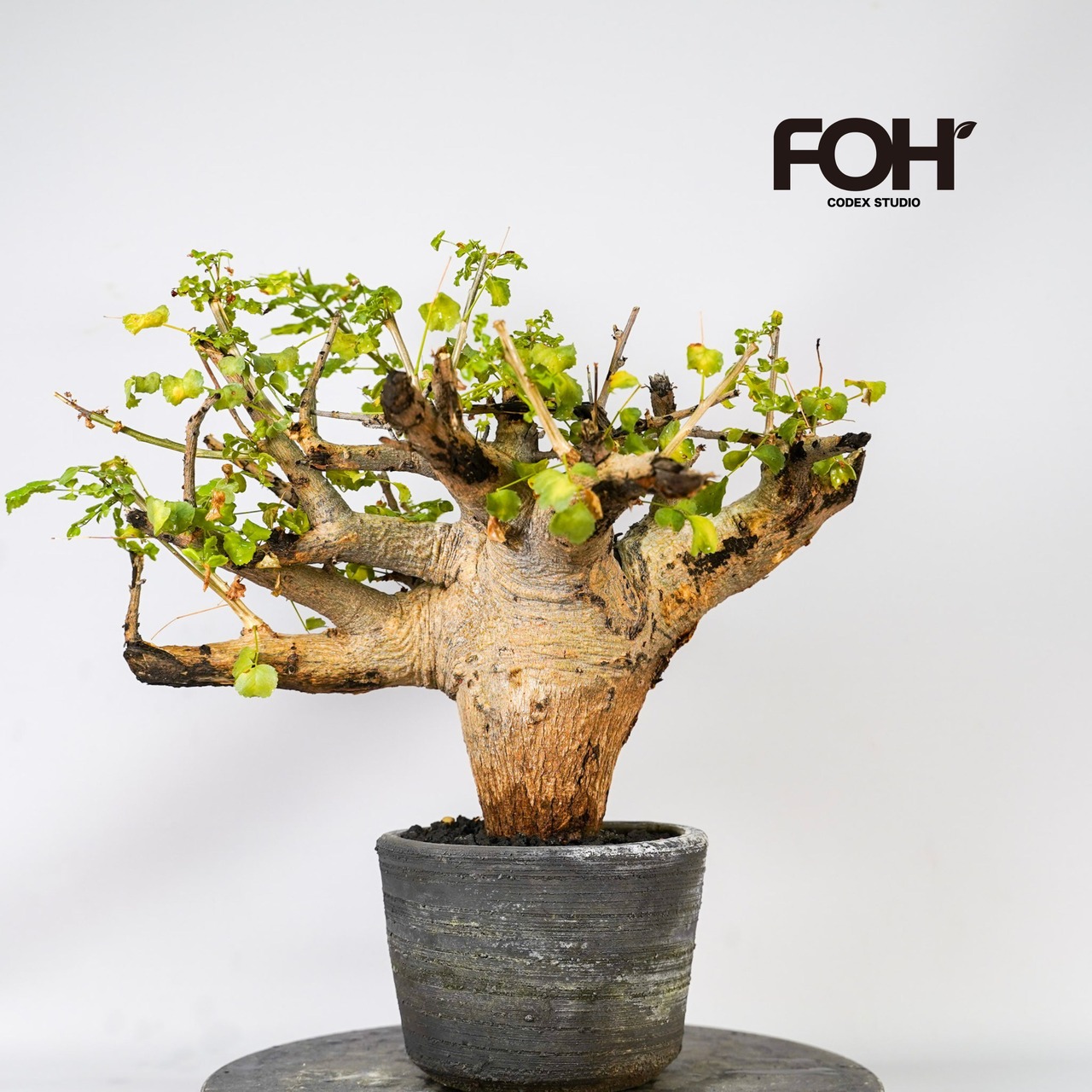 F54 コミフォラ サクシコラ  発根済 現地球