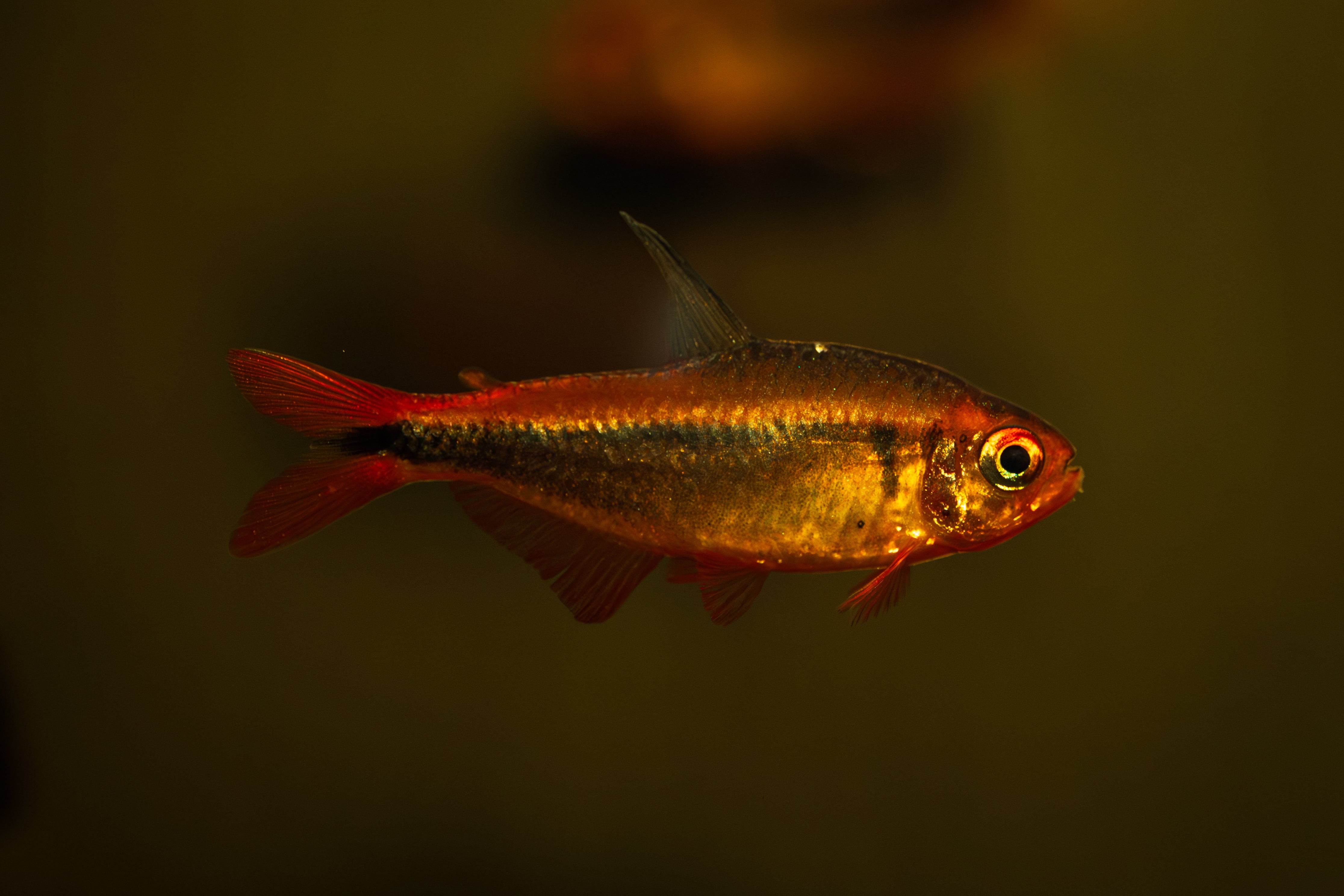 細葉タイプ】Homalomena sp. Kapuas Hulu (ホマロメナsp. カプアスフル