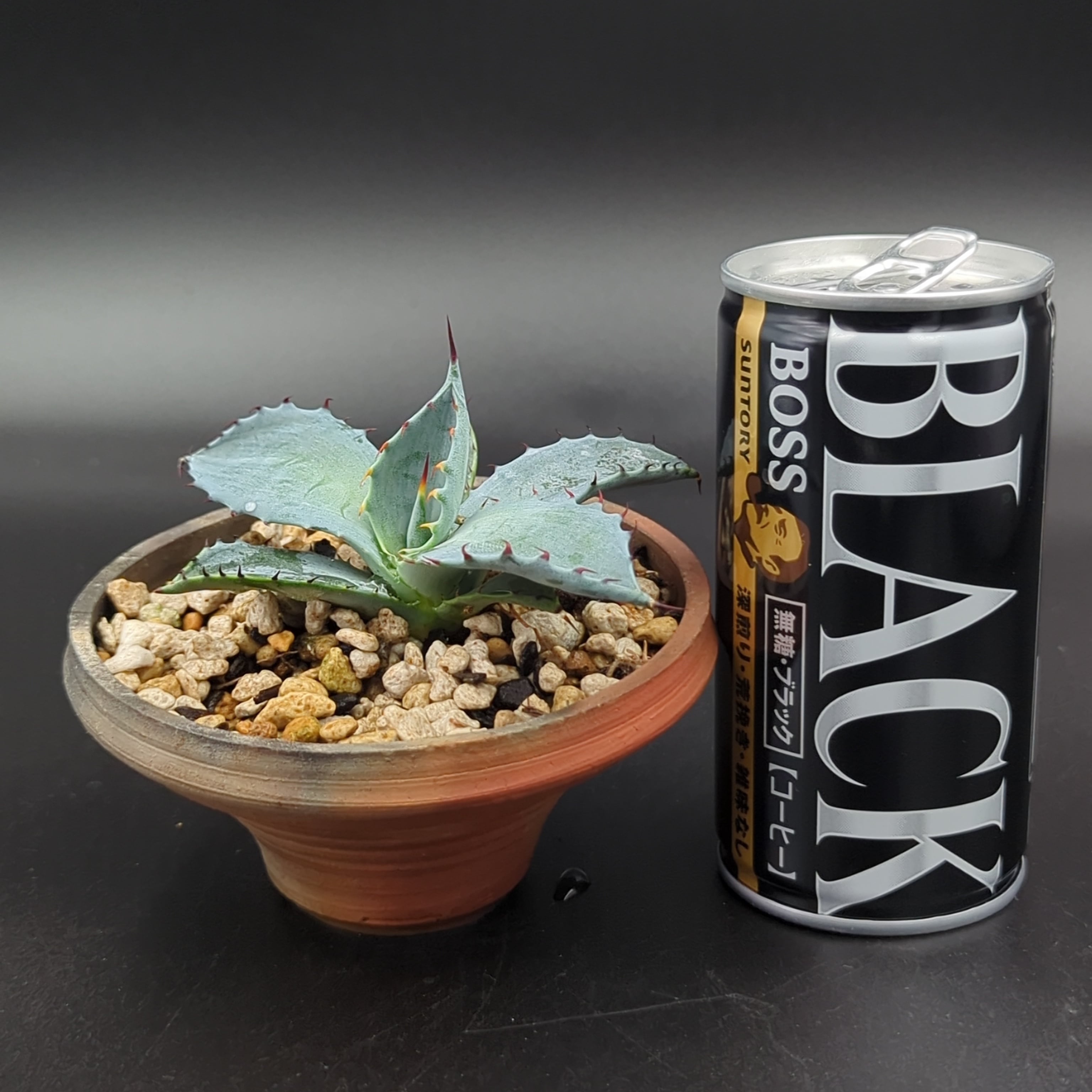 アガベ　パルメリー アガベ パルメリー Agave palmeri 作家鉢【噐infecto.】植え込み株