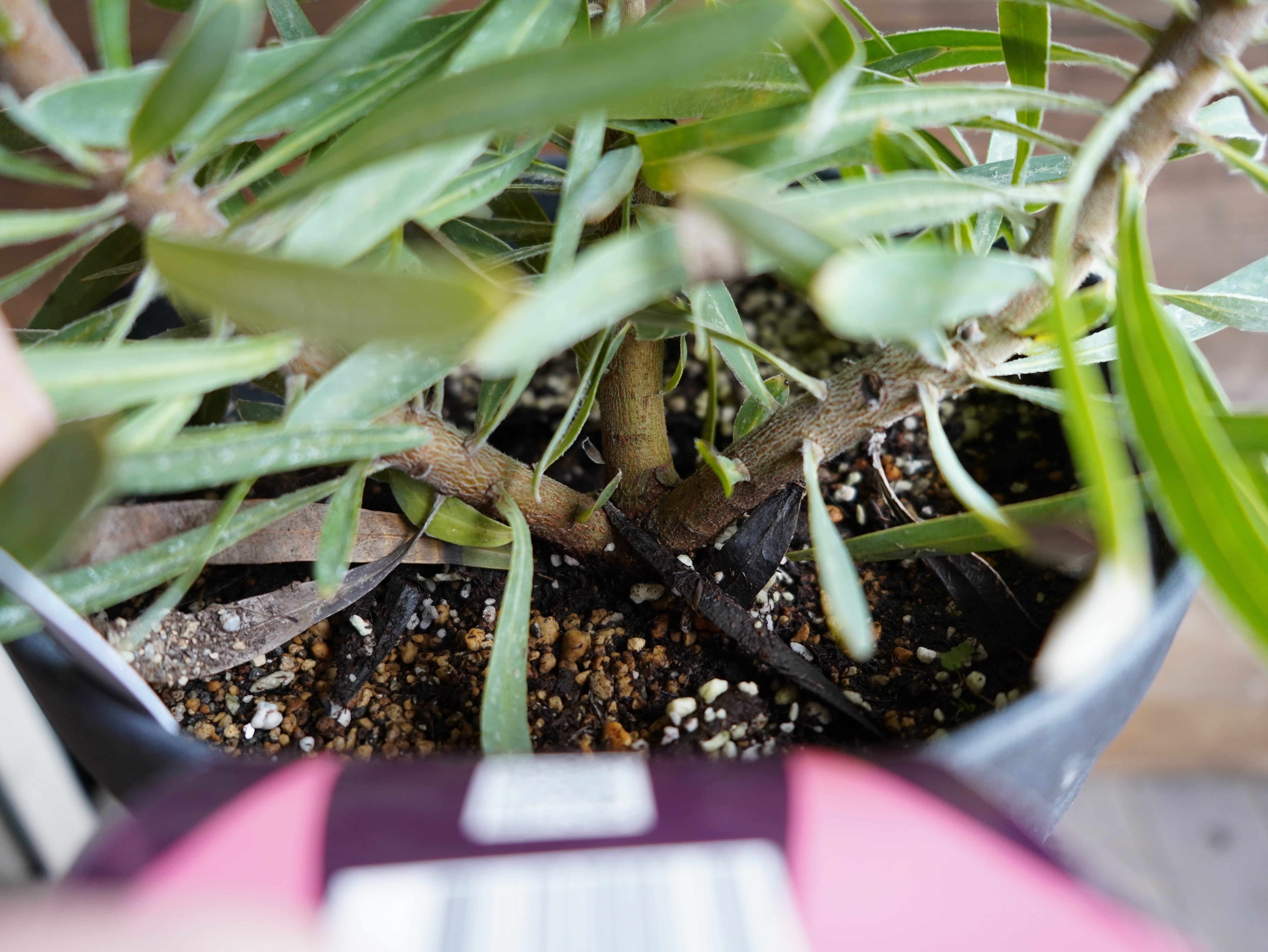 【現物】プロテア ”エクリプス” B