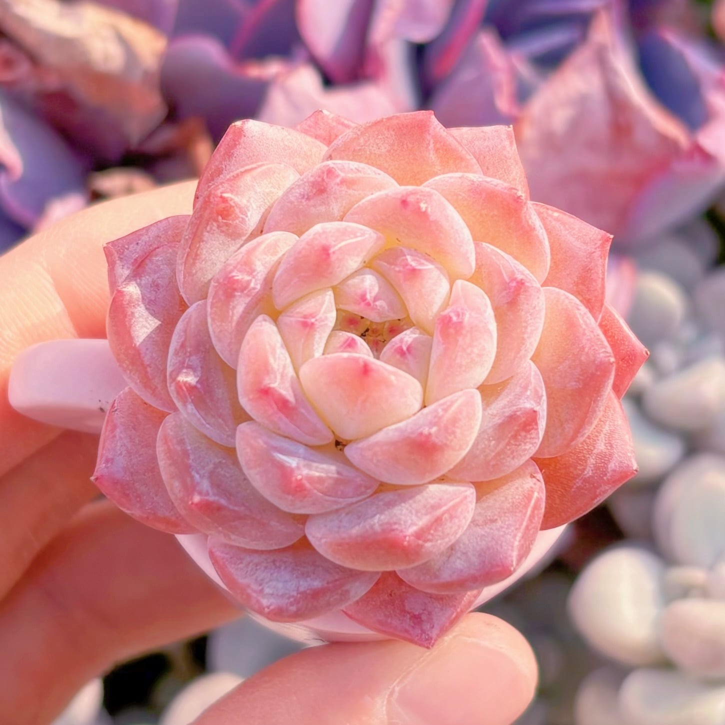 多肉植物　秋霜　新入荷　るる農園