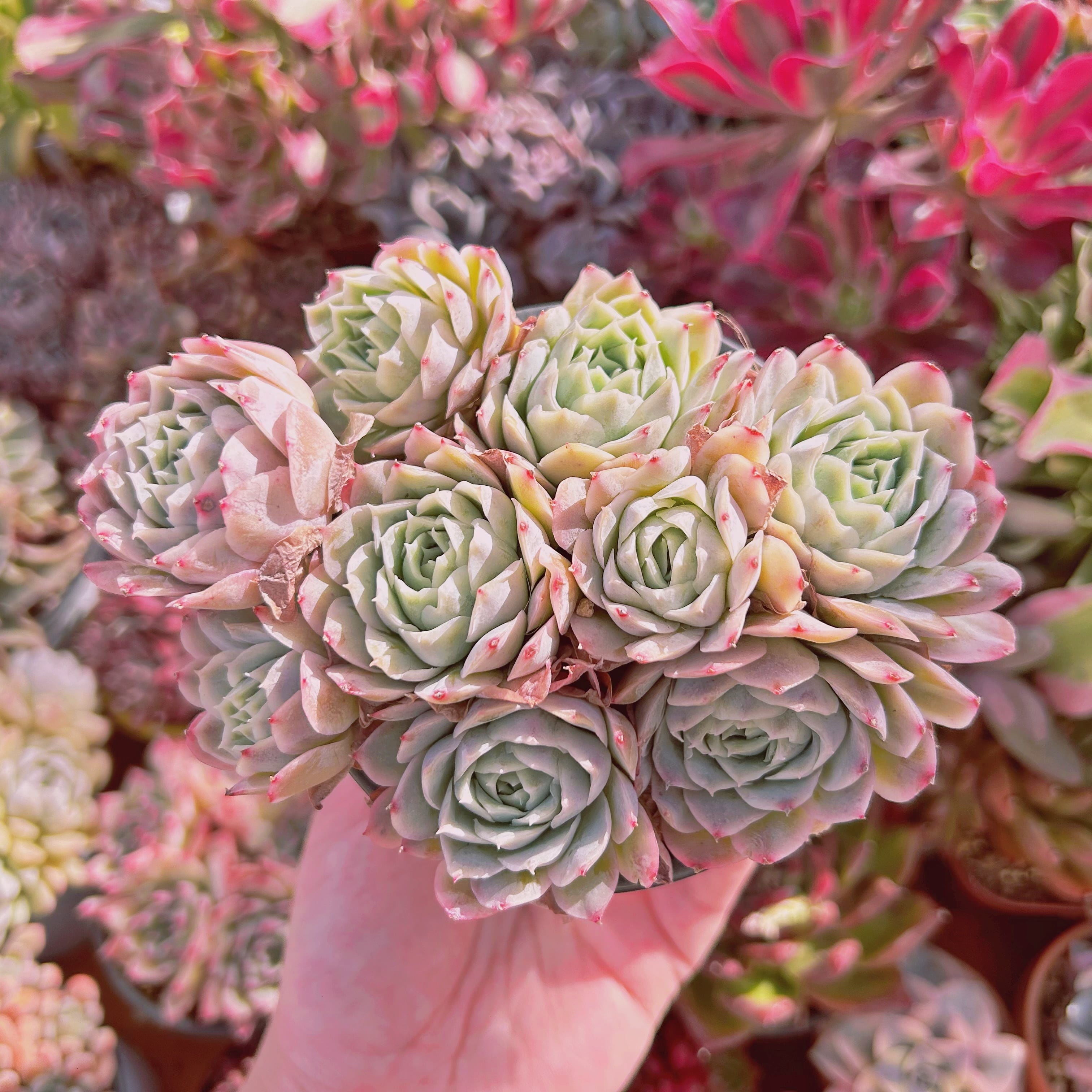 229現物 多肉植物 Echeveria 静月 特大 | るる農園~多肉植物専門