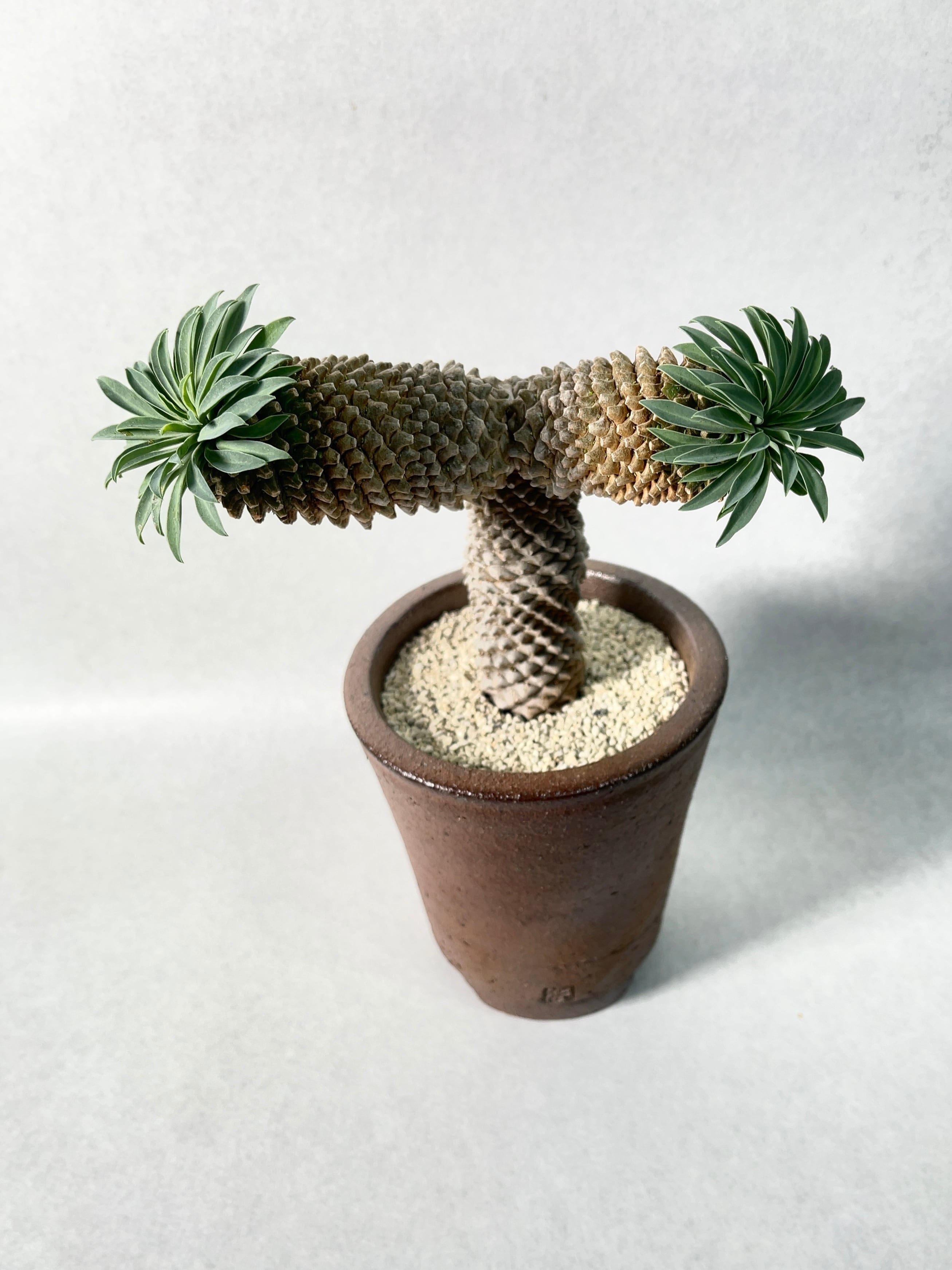 ユーフォルビア・ソテツキリン | trigger