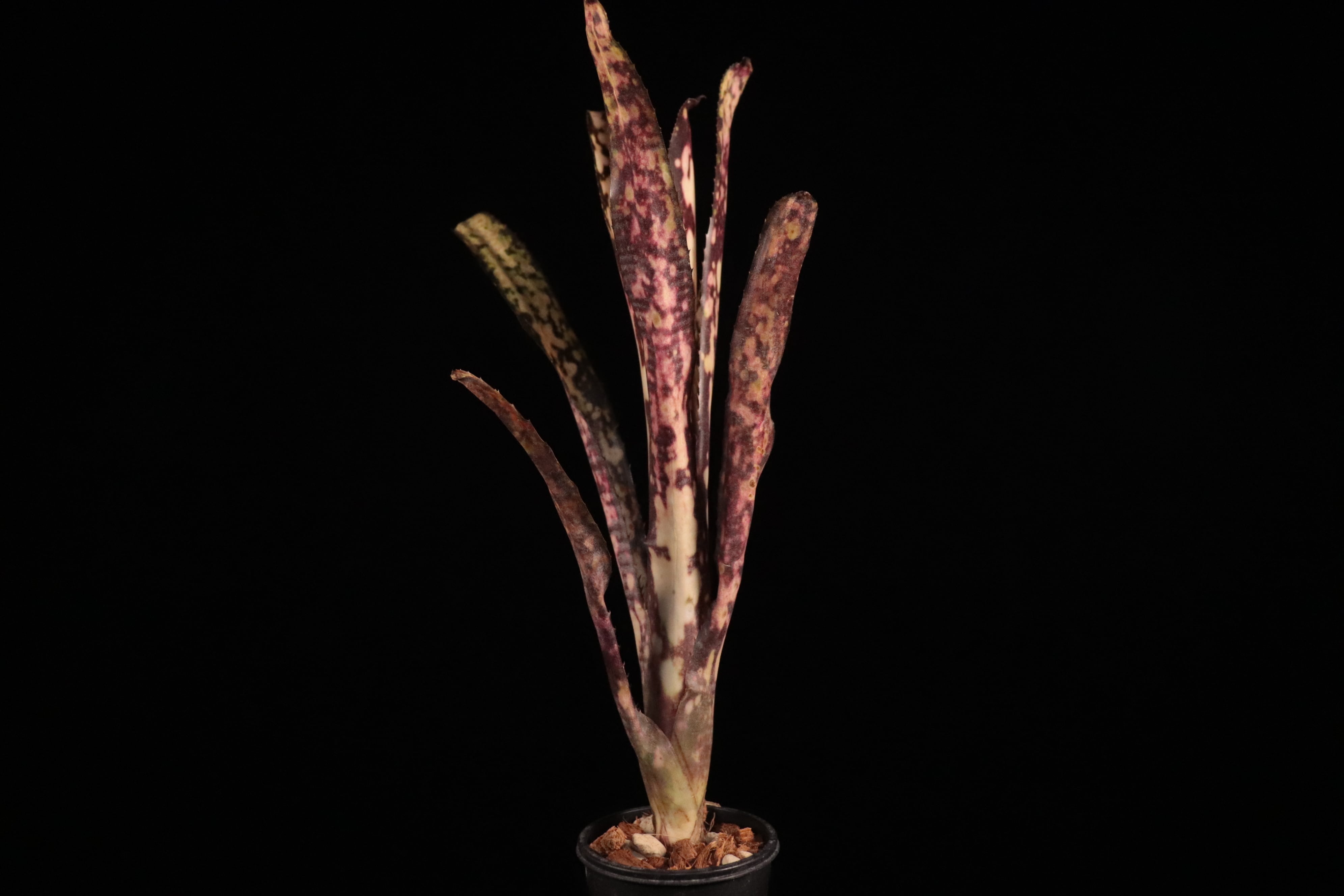 送料無料】Billbergia 'Kolan Express'〔ビルベルギア〕現品発送B0234