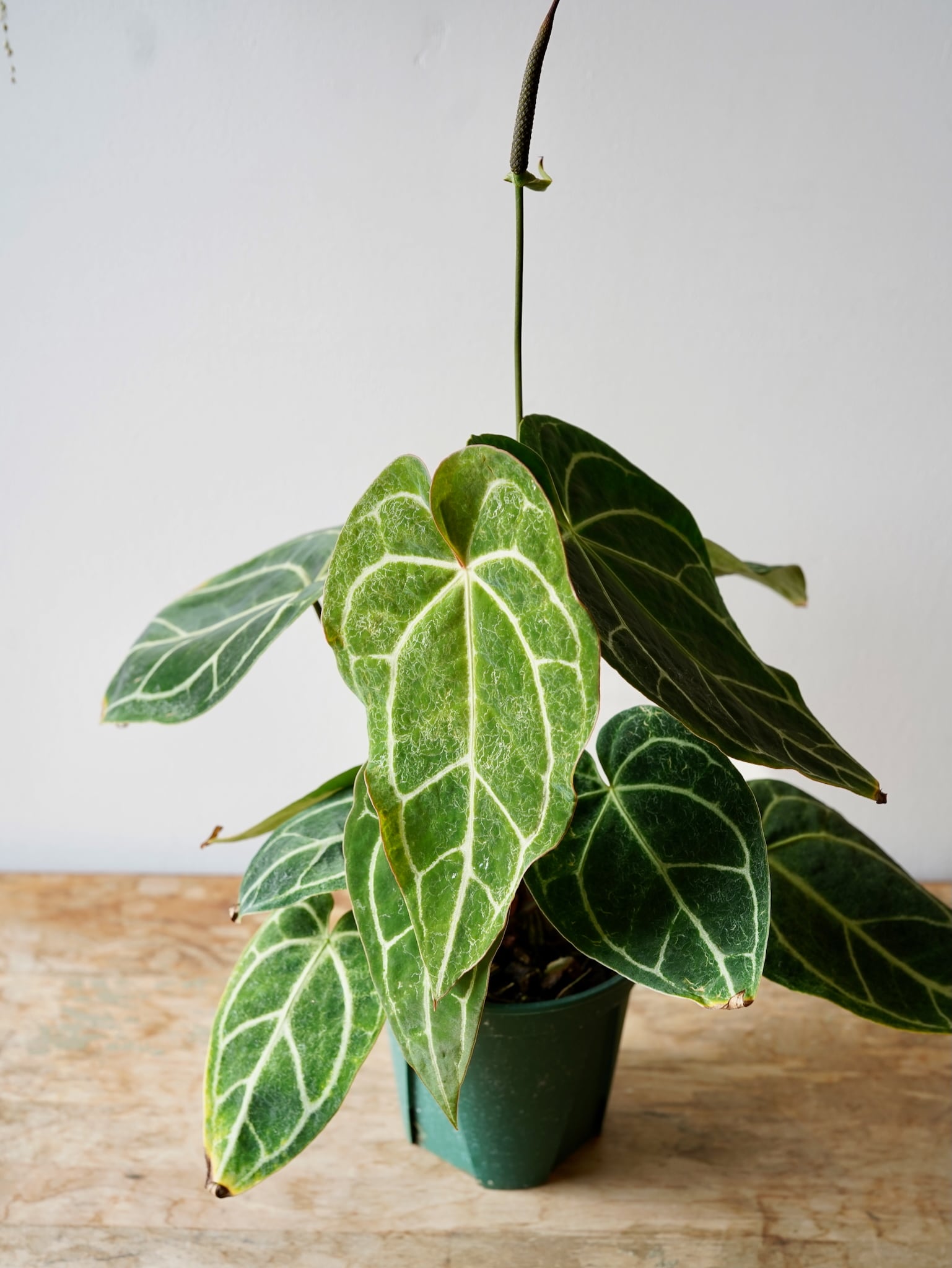 アンスリウム クリスタリナム ”ブラックフォーム” | フラワーショップ