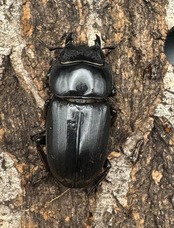 【WD】《ダイオウヒラタ 東ジャワ産 82.5mm ペア》