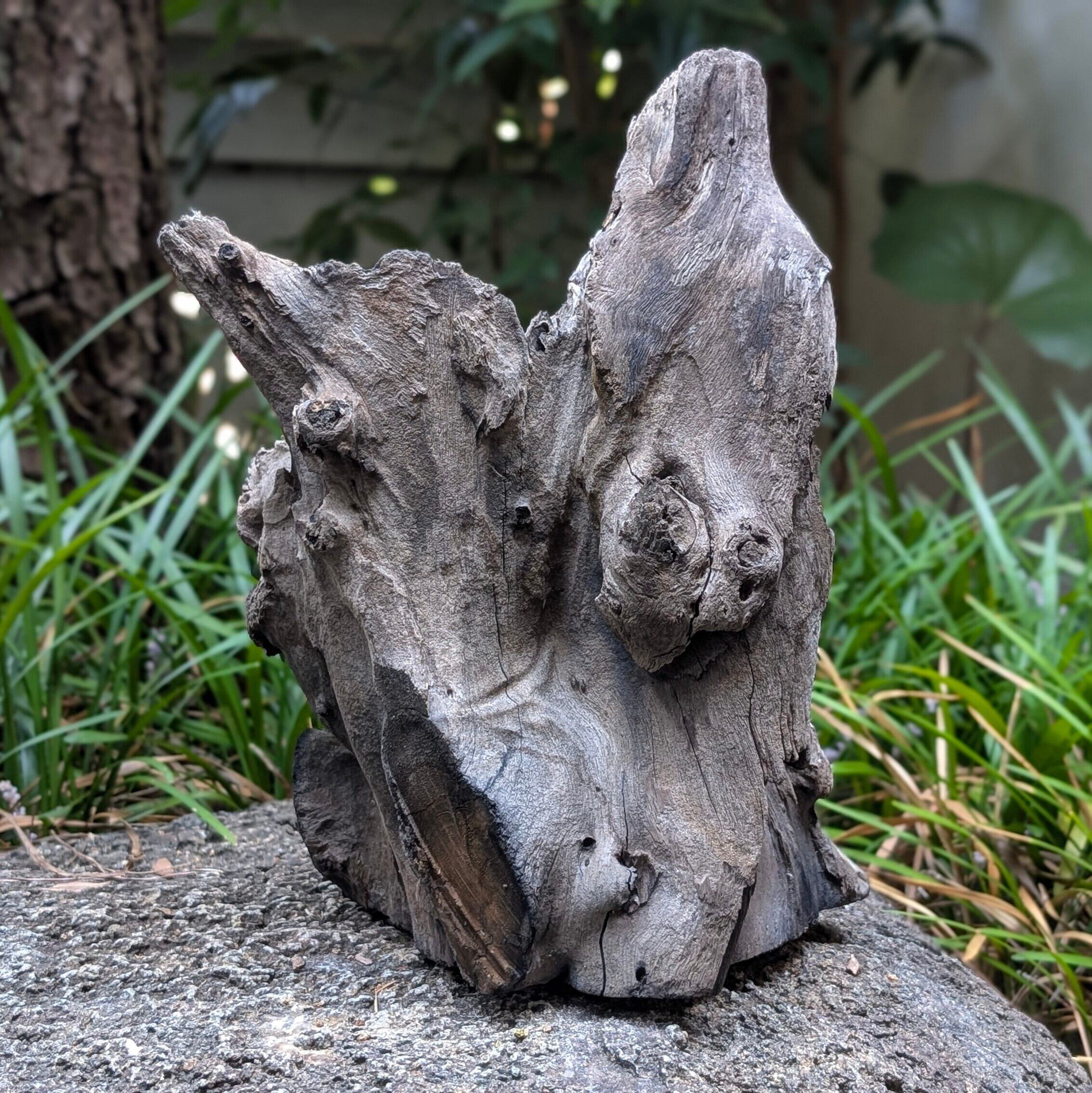 プレミアムスタンプウッド【PSW005】流木 水槽 アクアリウム 熱帯魚