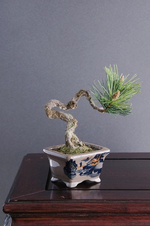 盆栽 松 Pinetree bonsai #46（鉢変更）
