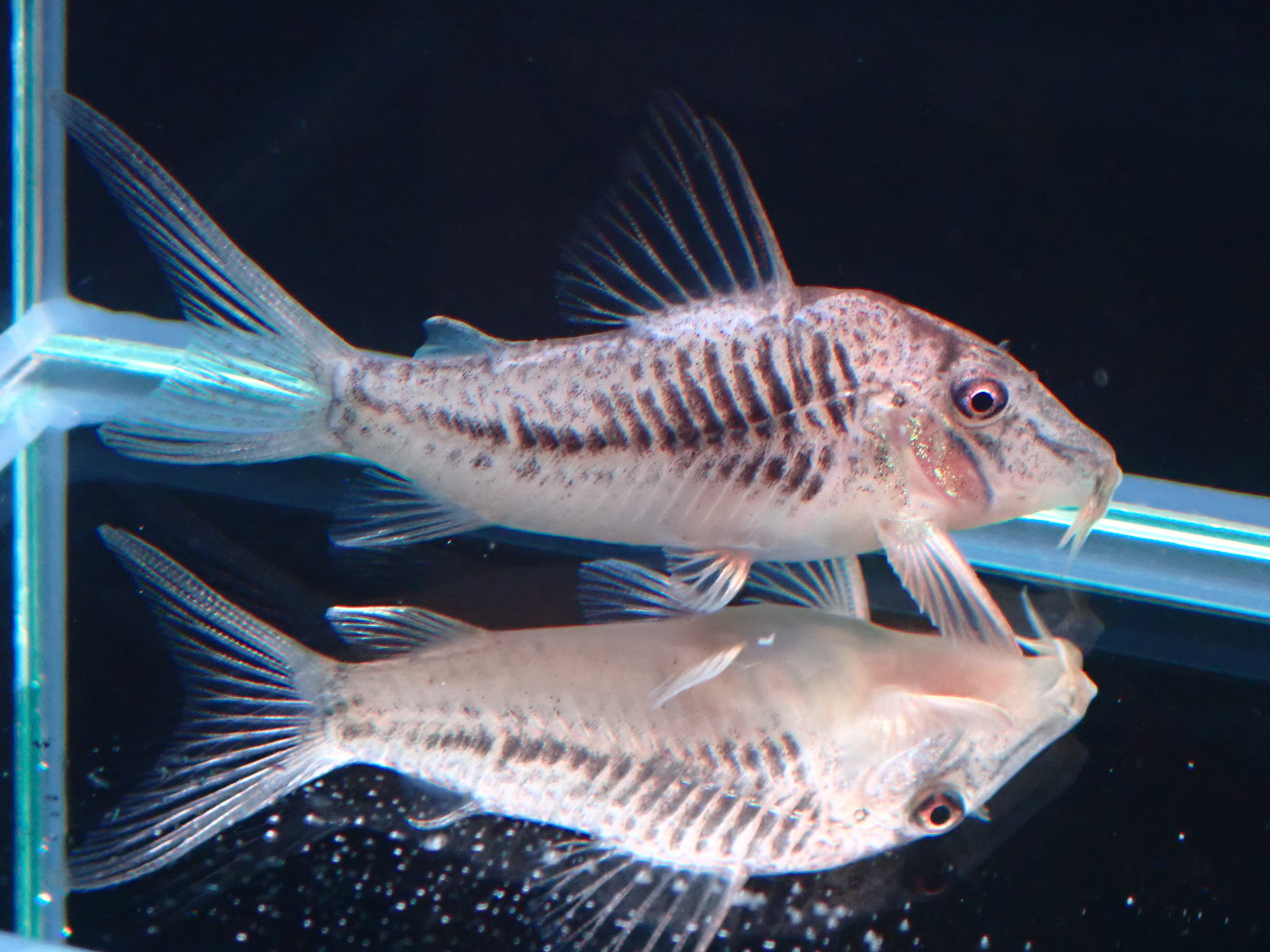 コリドラス サラレンシス