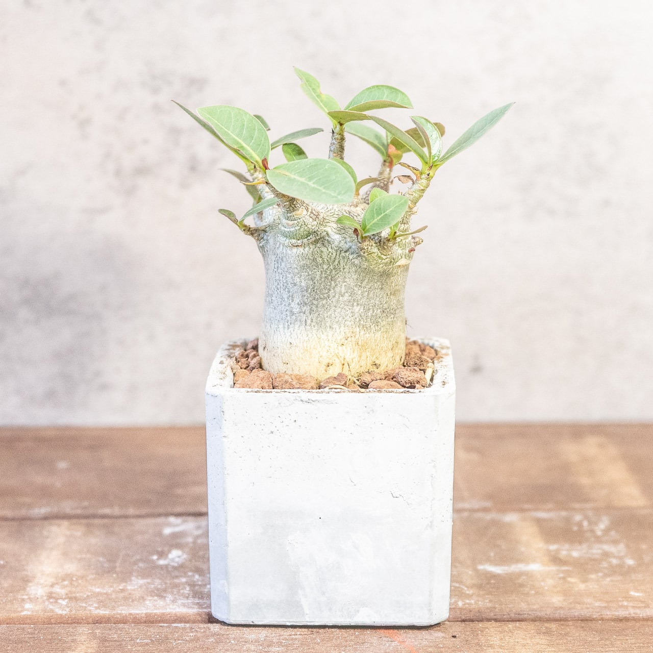 球体に稜線が走る端正な姿。手づくりモルタル鉢で楽しむユーフォルビア・バリダ（中型株・幅8cm）｜虫発生抑制（全国一律送料850円）