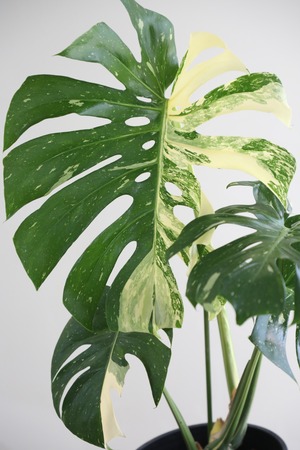 【渋谷区周辺エリア/配送料無料】【L】モンステラ タイコンステレーション/Monstera deliciosa ※ポットカバー別売り