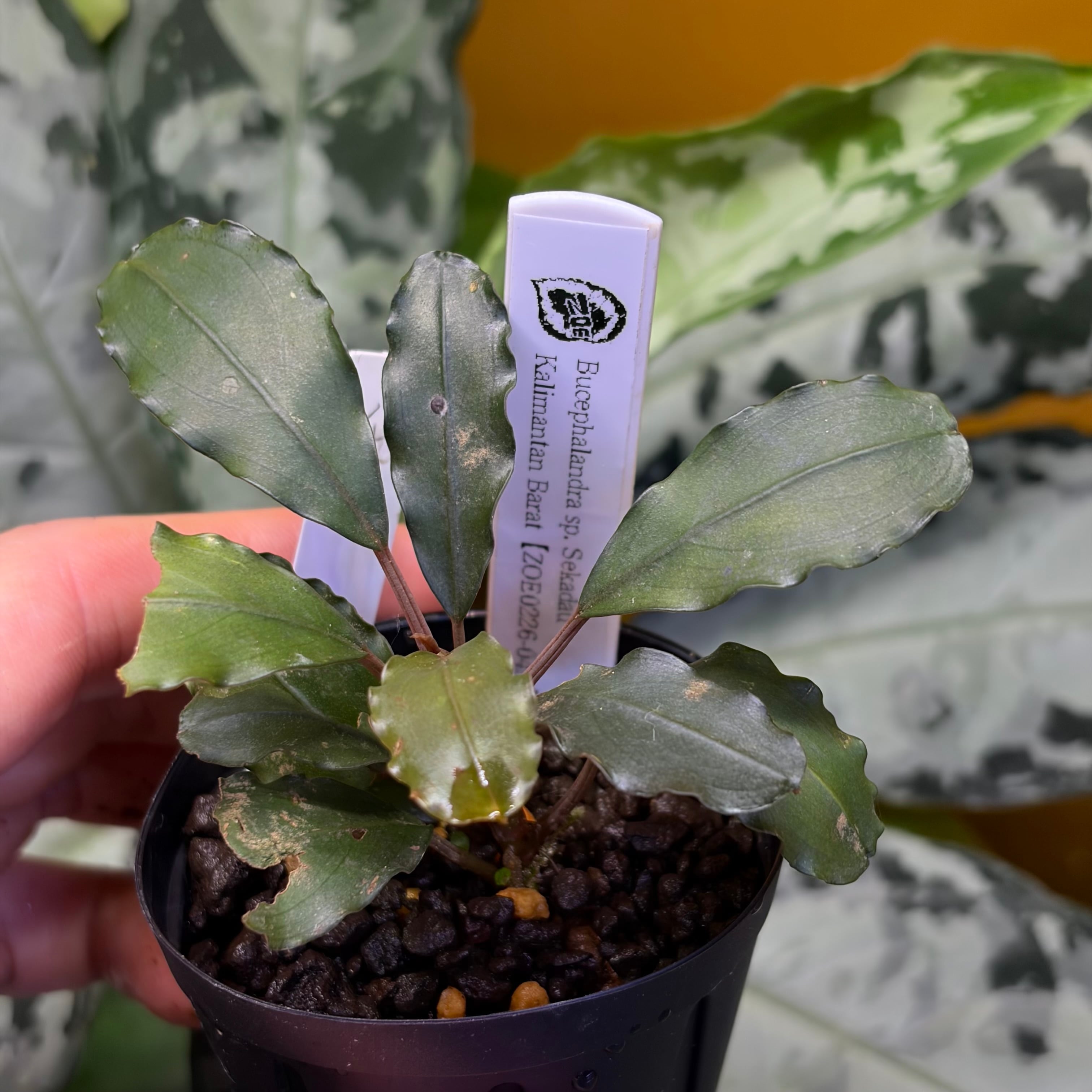 Bucephalandra ブセファランドラ | 熱帯雨林植物専門店 トイ吉園芸