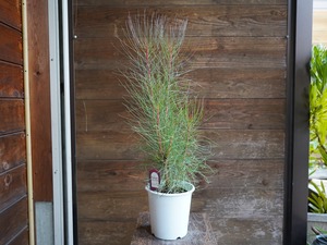 【現物】オーラックス　カンセラータ　”ブロンズヘイズ”　C