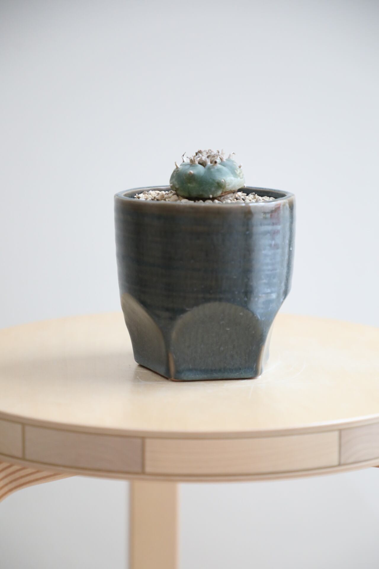S】ロフォフォラ/Lophophora | 【厳選植物・器】MIDORI DOUMEI 翠堂明