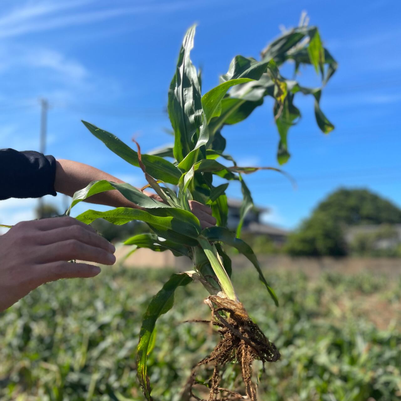 アフロコーン とうもろこしの花 10本 花蒼枯 ハグレ Online Store