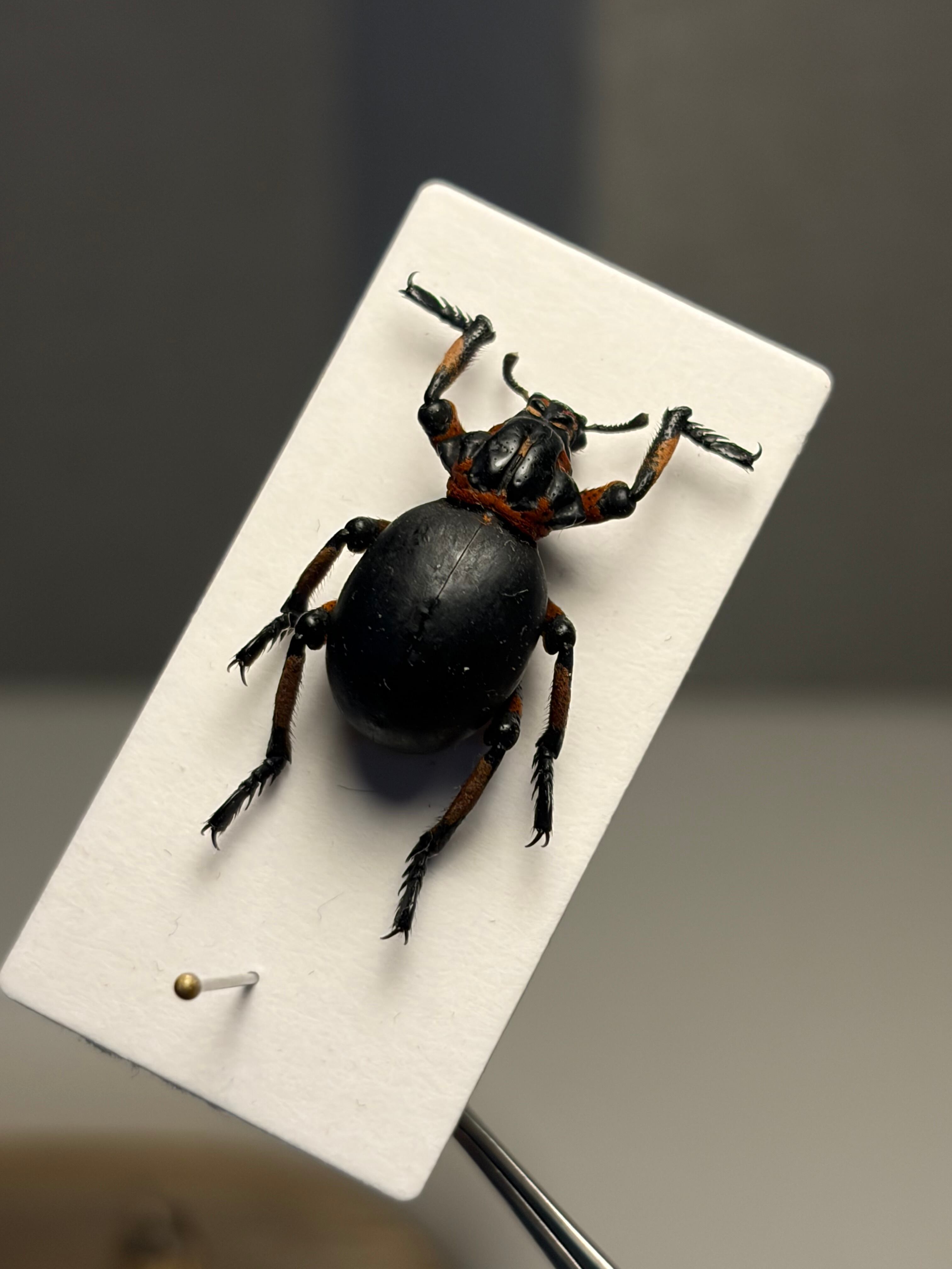 15mm】ガスマスクをつけた特殊部隊のような顔つきのBrachycerus sp