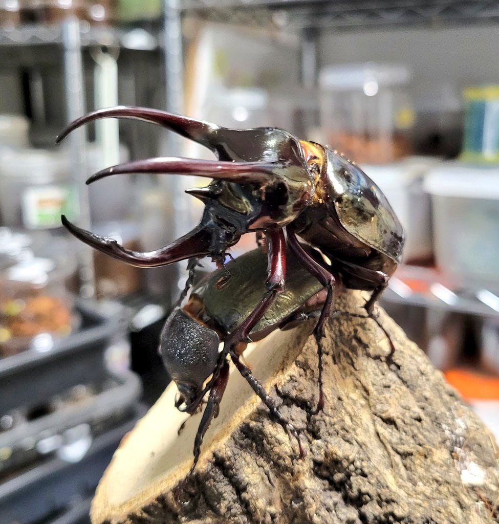 伝説ノ蝉】フウセンゼミ ハラブトゼミ Cystosoma saundersii 昆虫標本