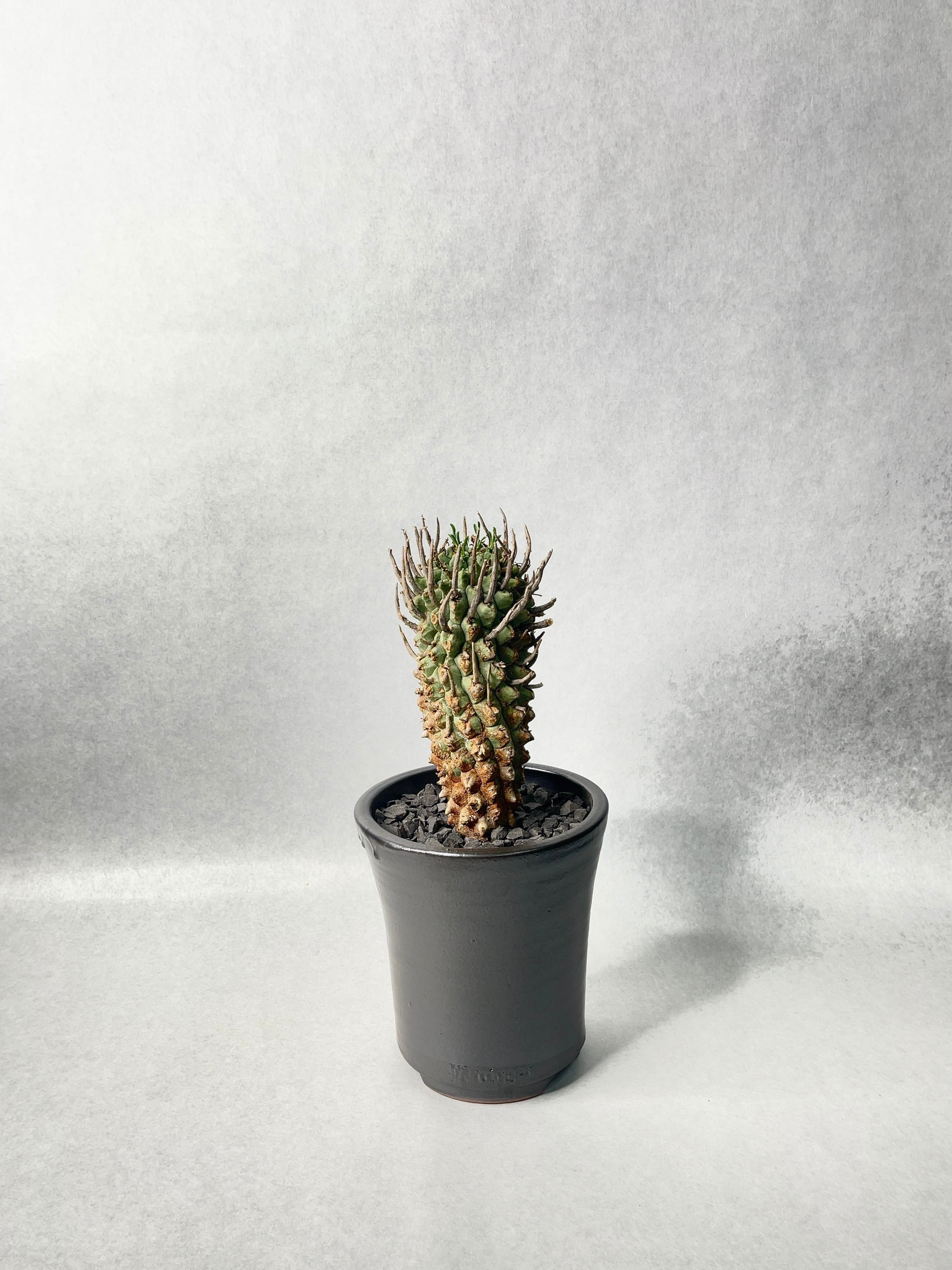 『鉢付き』ユーフォルビア スコエンランディ 実生 ユーフォルビア・スコエンランディー | trigger